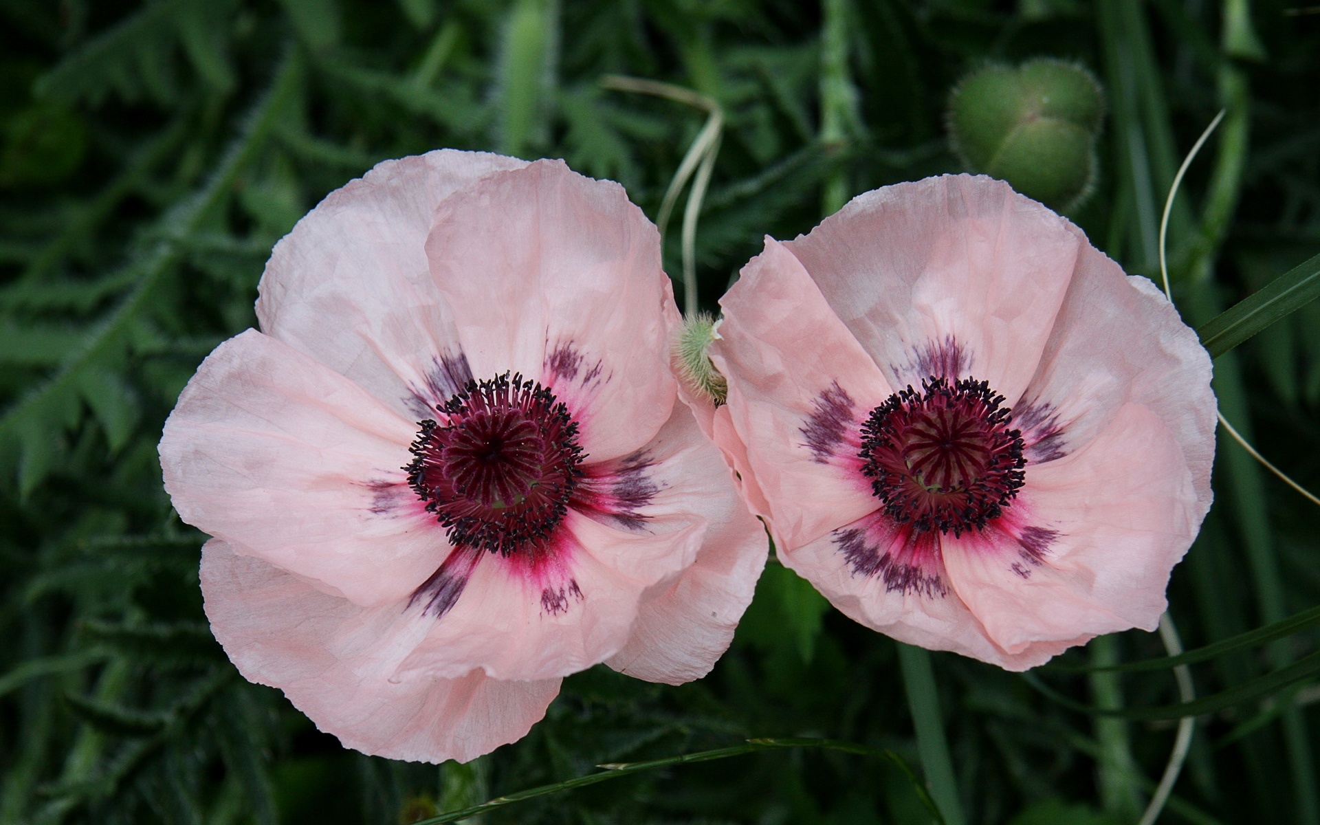 小清新,静物写真,花卉,儿童桌面专用