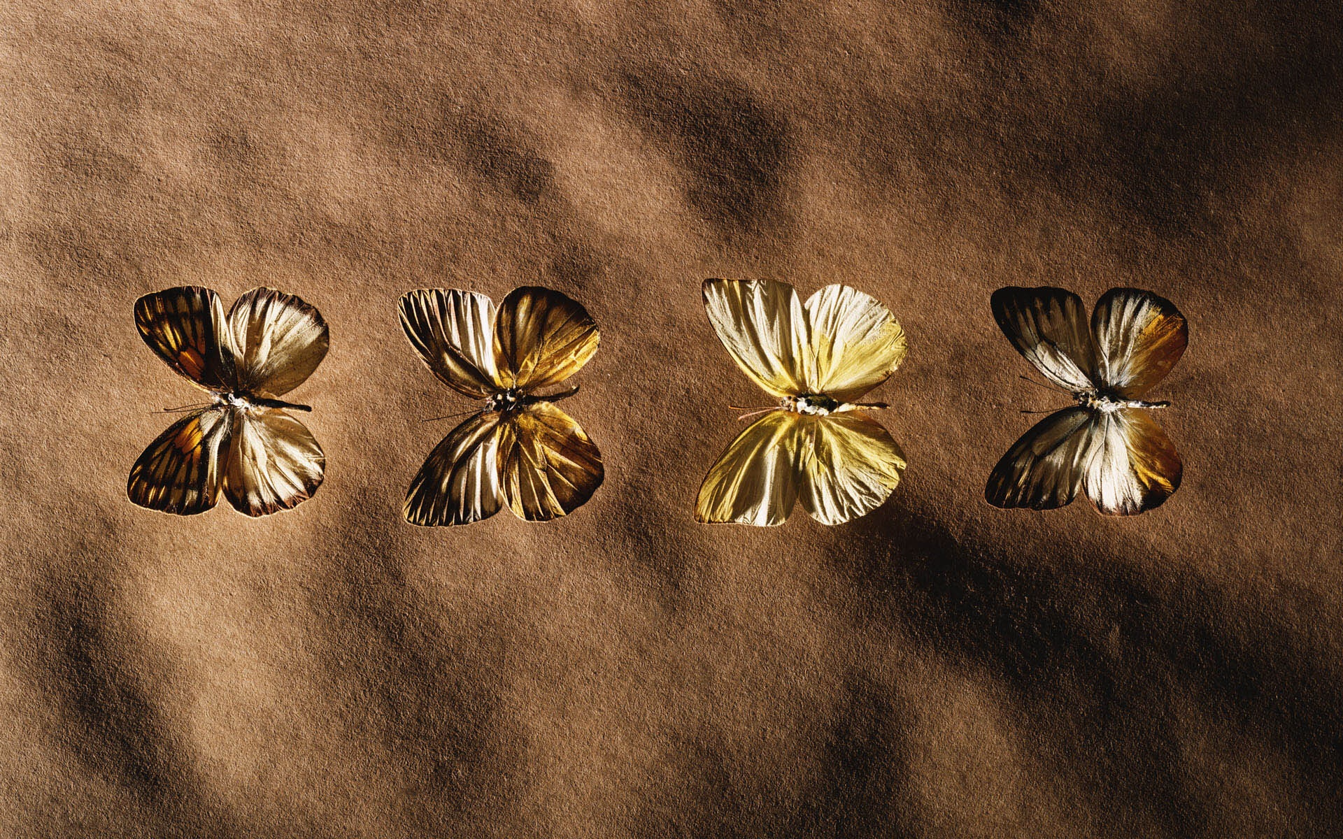 冷调,风格,动物,植物,标本,摄影,宽屏,2012Y十一月02D,儿童桌面专用