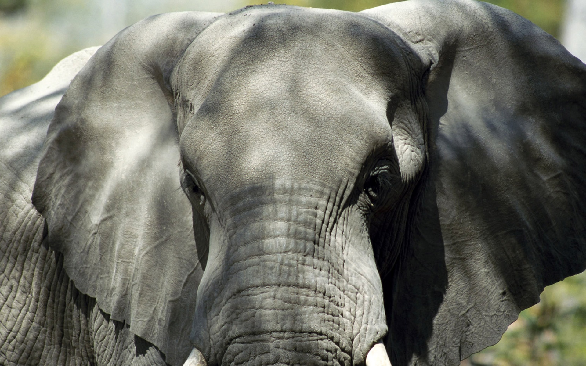 萌宠动物,野生动物,大象,儿童桌面专用