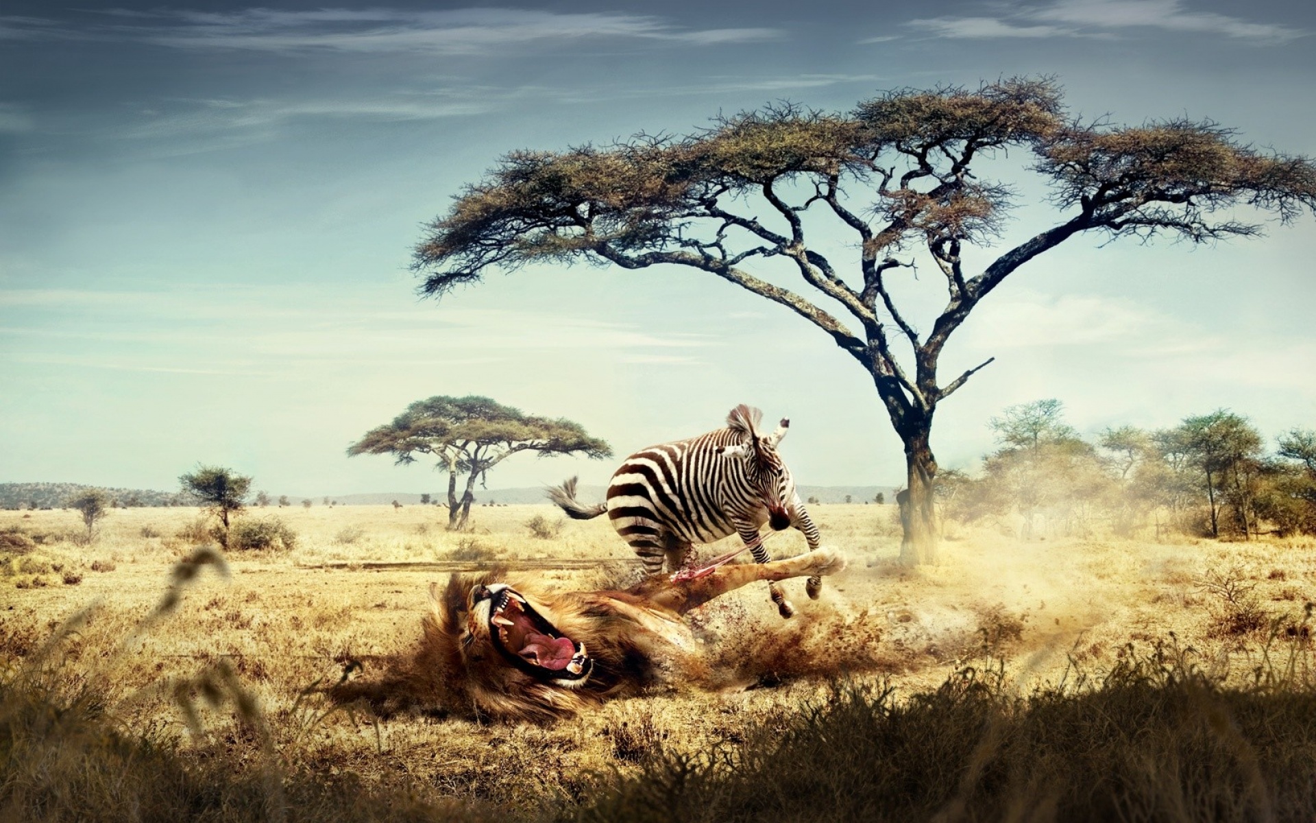 俄罗斯,FIERO,ANIMALS,设计,作品,创意,2012Y十一月04D