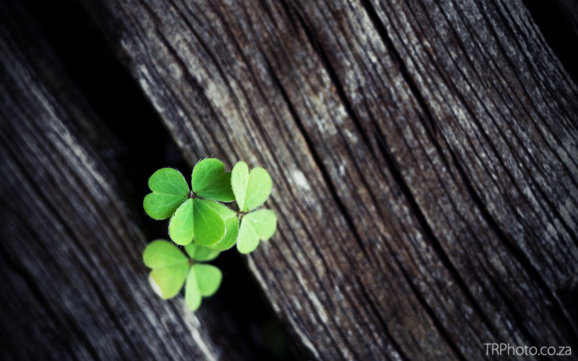 小清新,舒缓压力,绿色,叶,儿童桌面专用