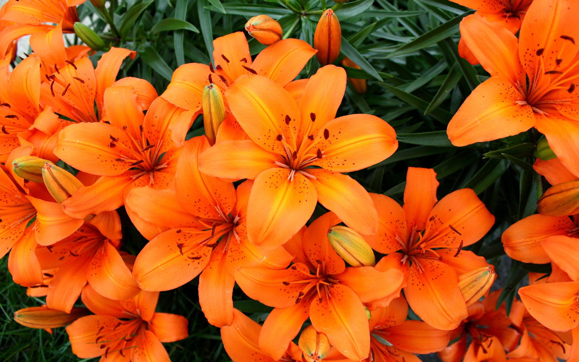 小清新,鸟语花香,花卉,儿童桌面专用