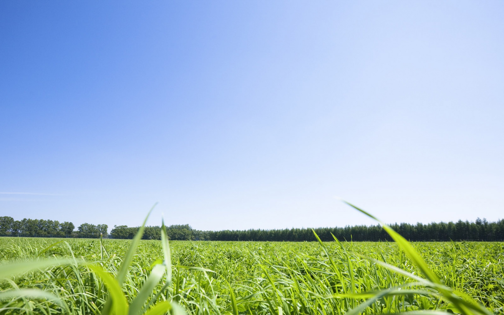 风景,碧绿草原,2012Y十一月12D,儿童桌面专用
