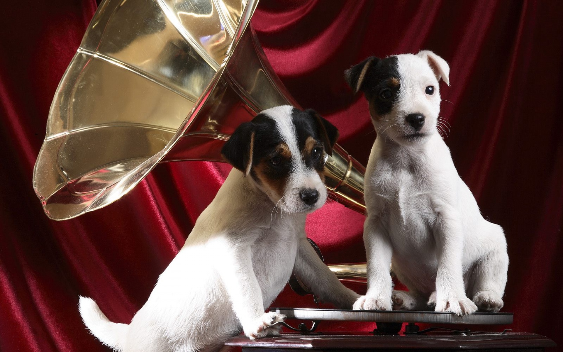 汪星人,狗狗,儿童桌面专用