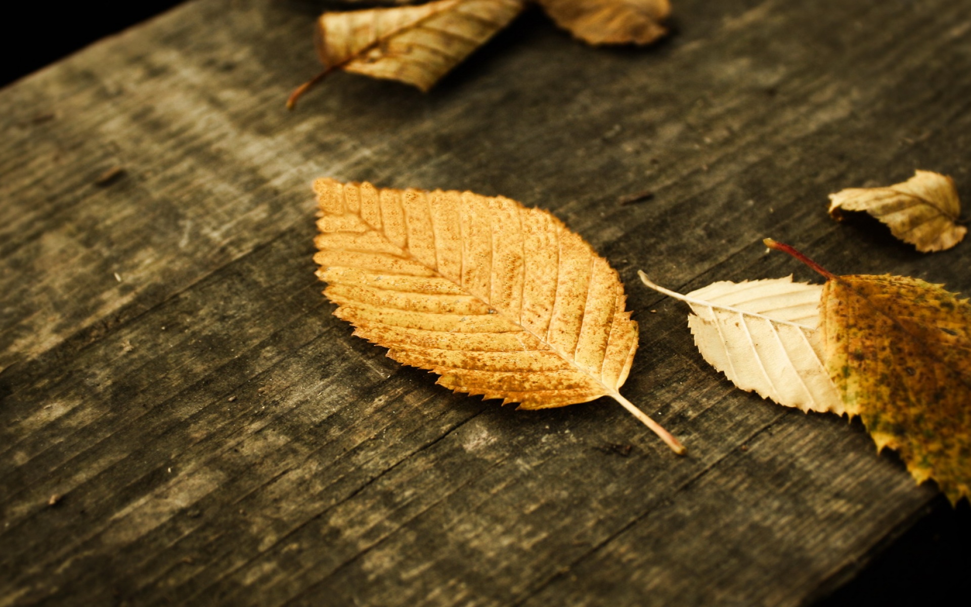 小清新,静物写真,树叶