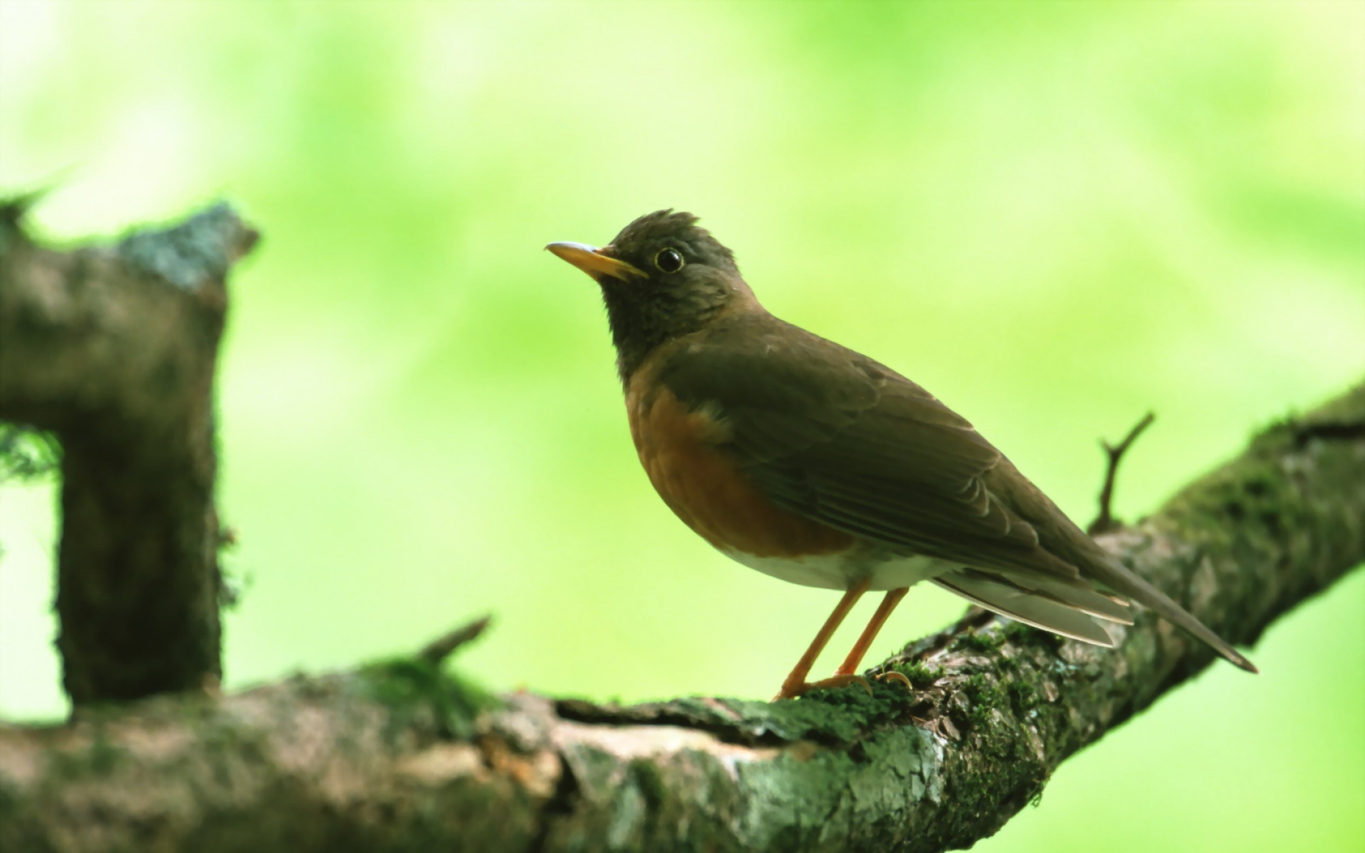 高清,鸟,动物,摄影,2012Y十一月03D,儿童桌面专用