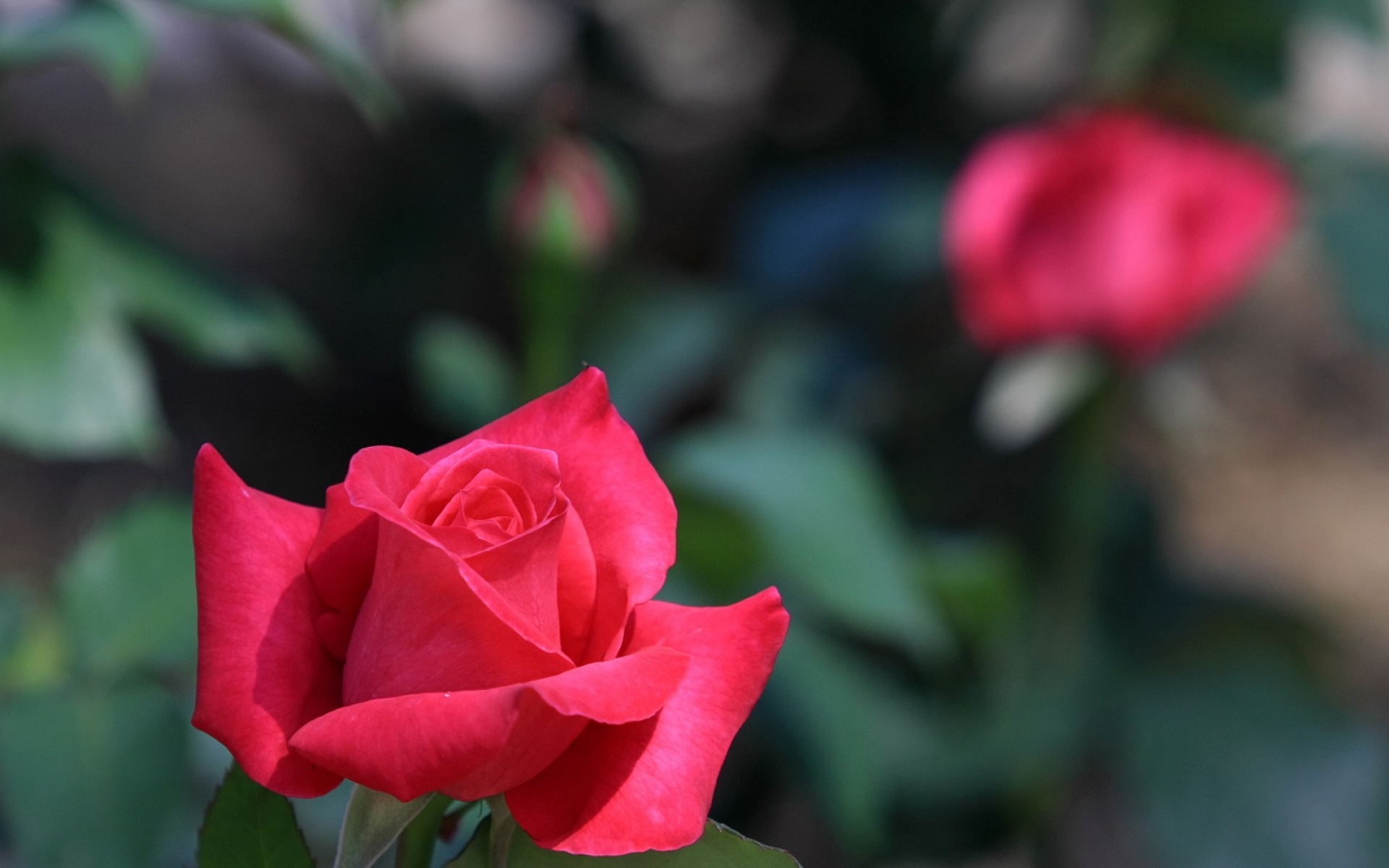 小清新,娇艳欲滴,花卉,儿童桌面专用