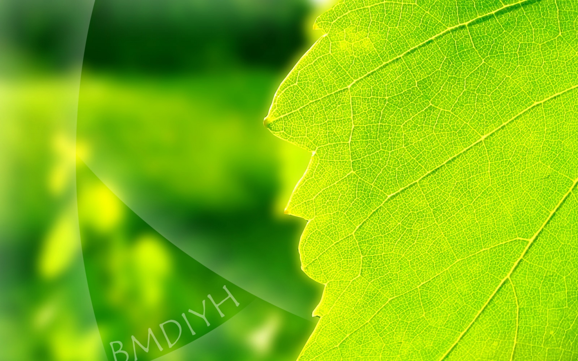 小清新,护眼壁纸,绿色,绿叶,儿童桌面专用