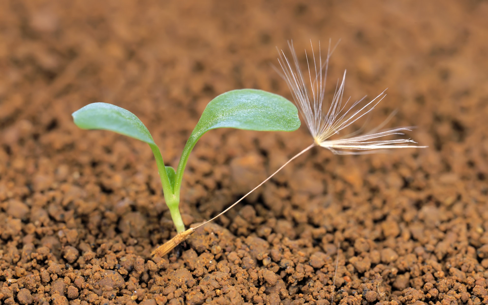 小清新,护眼壁纸,绿芽,儿童桌面专用