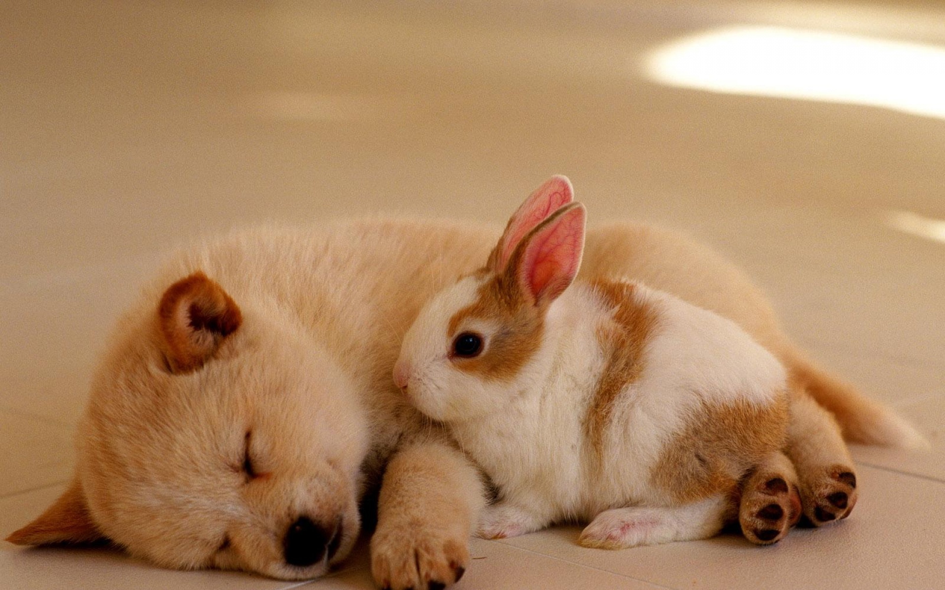 卖萌图,狗狗,兔子,儿童桌面专用