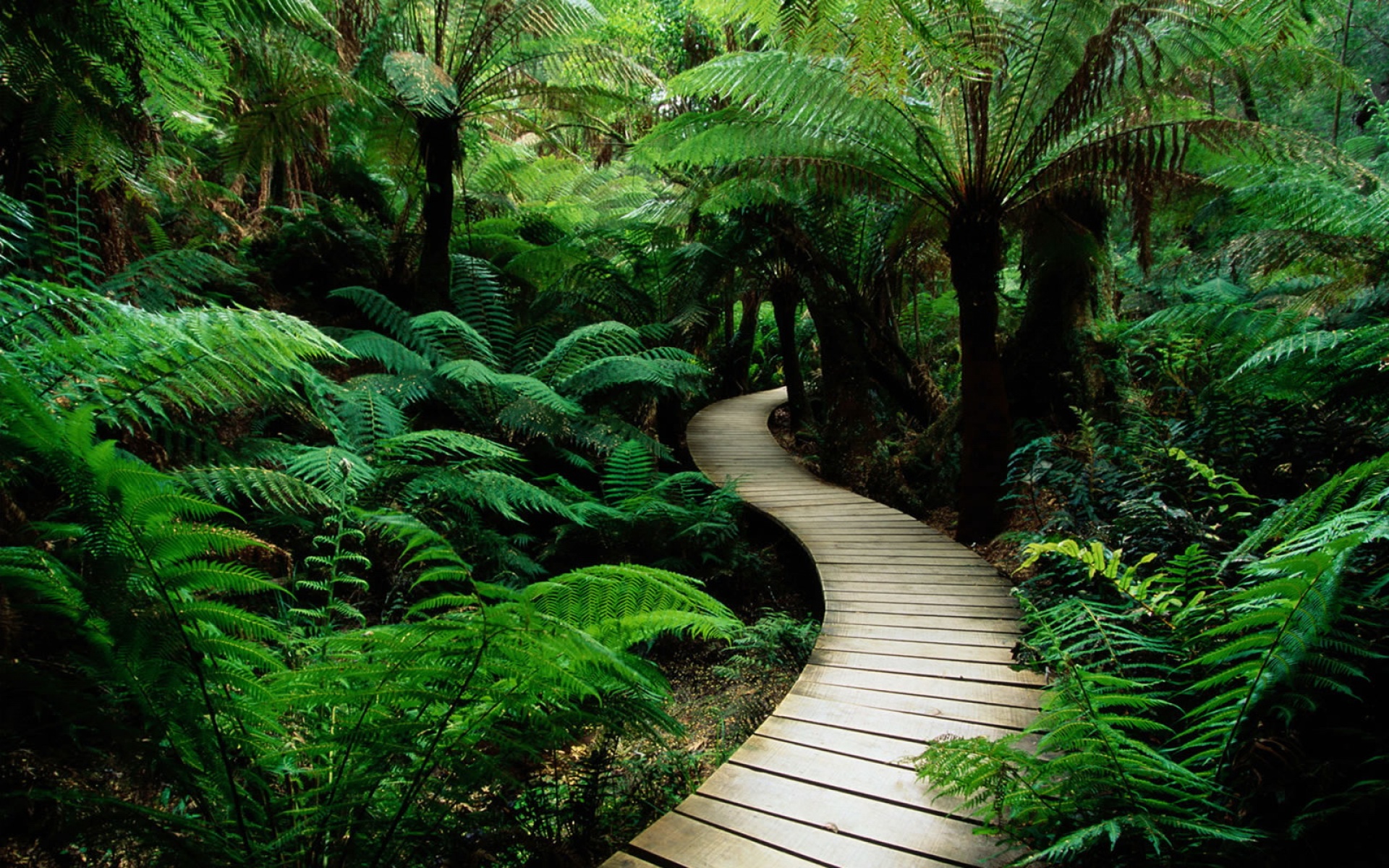 风景,春意盎然,儿童桌面专用