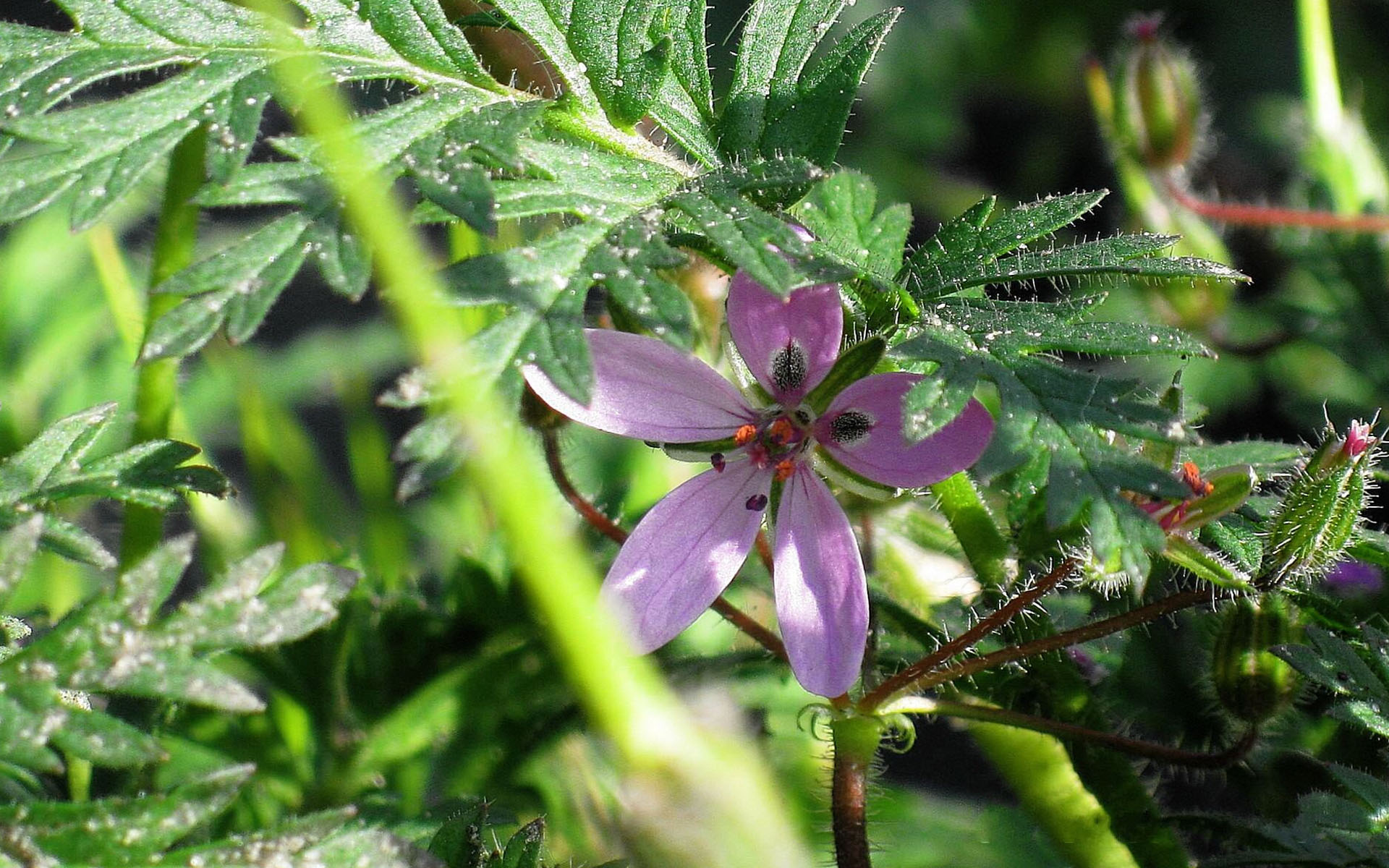 兰花,花卉,紫罗兰,护眼壁纸,儿童桌面专用