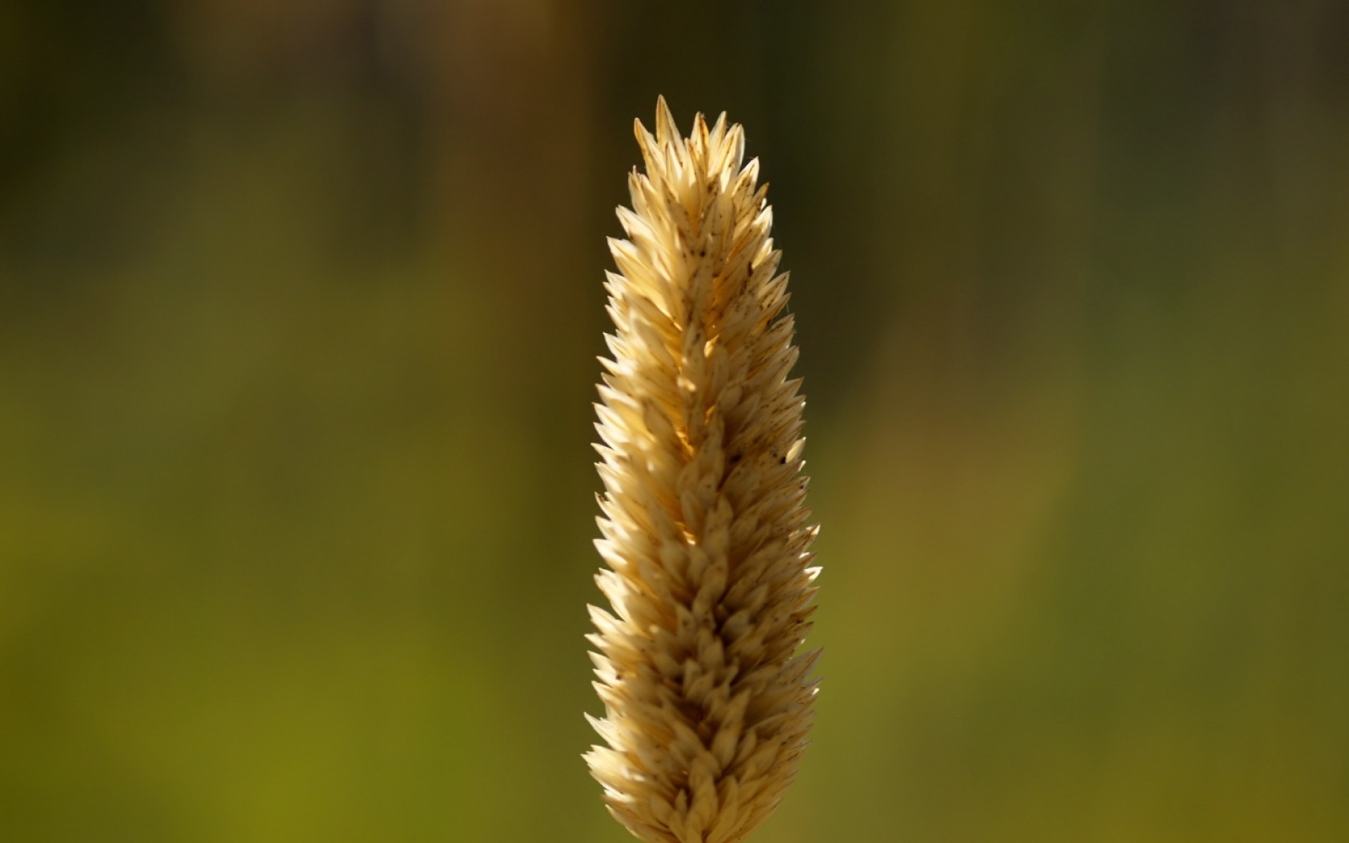 小清新,清新淡雅,绿色,植物,儿童桌面专用