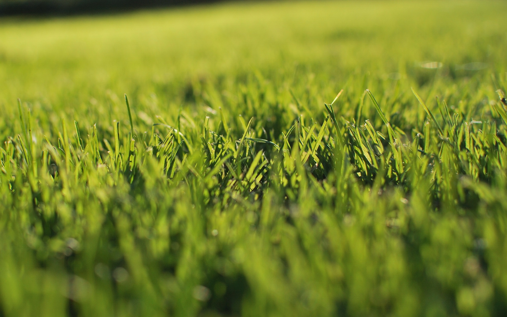 风景,碧绿草原,2012Y十月30D,儿童桌面专用