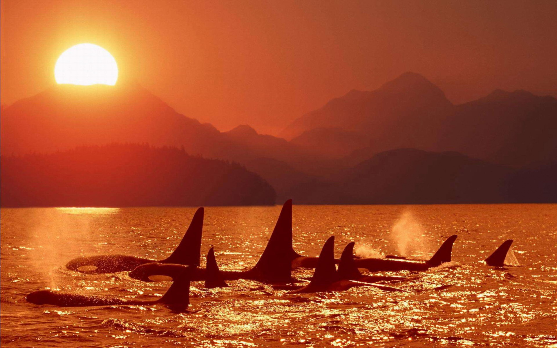 萌宠,鱼,海底世界,儿童桌面专用