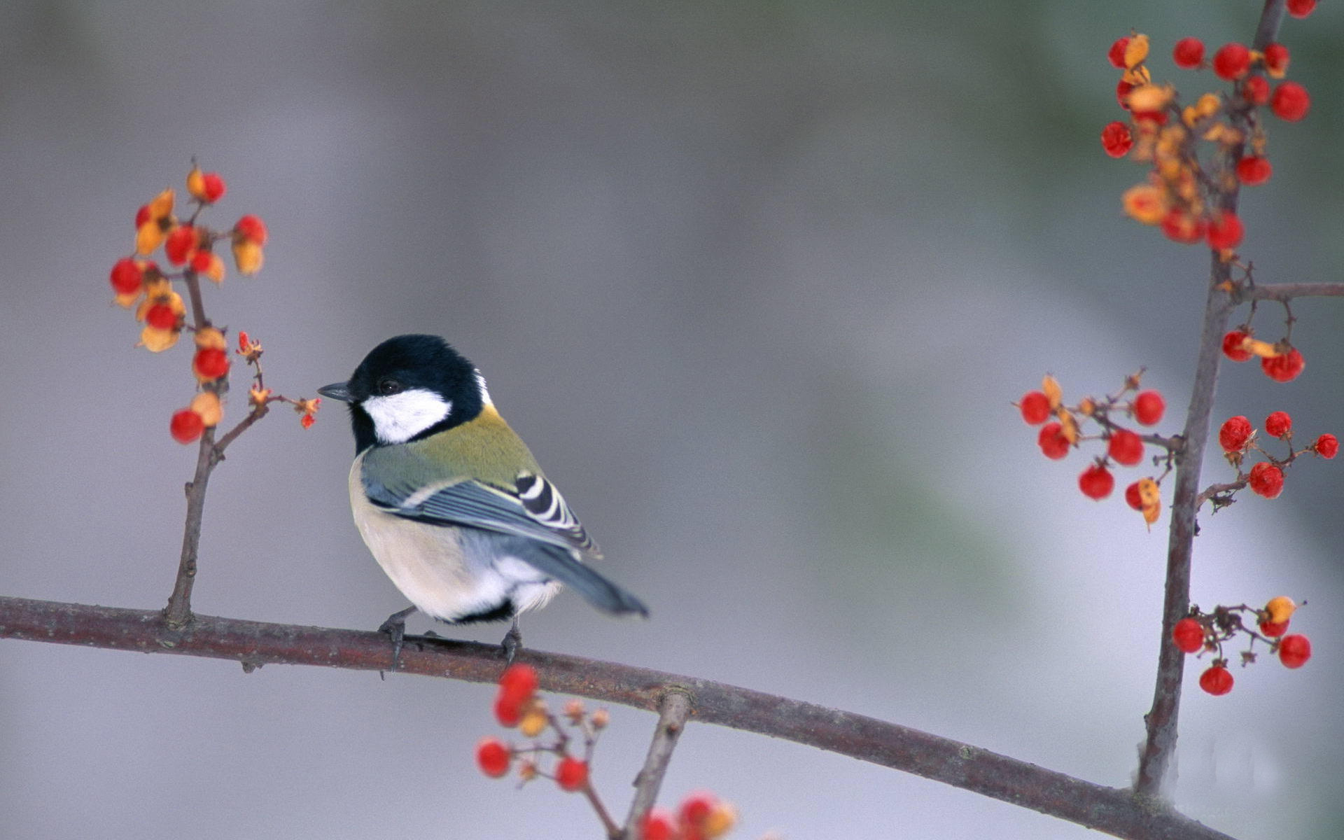 小鸟,鸟类,山雀,小鸟天地,儿童桌面专用