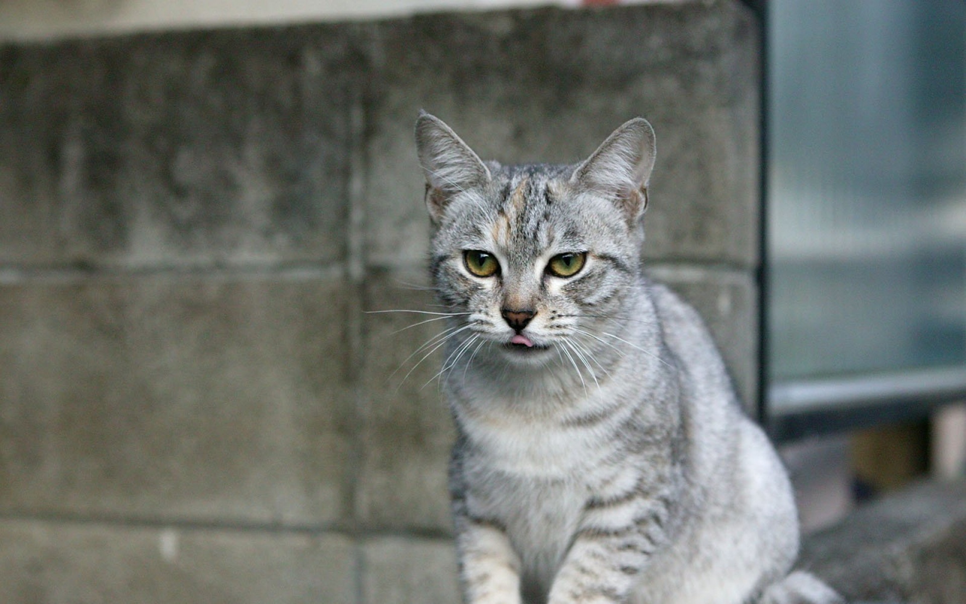 街角,小猫咪,摄影,高清,猫,动物,2012Y十月31D,儿童桌面专用