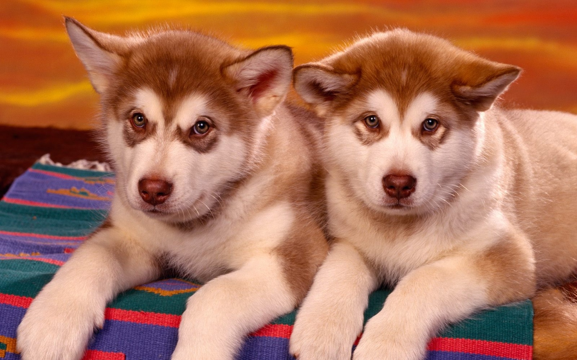 高清,动物,2012Y十一月11D,狗,儿童桌面专用