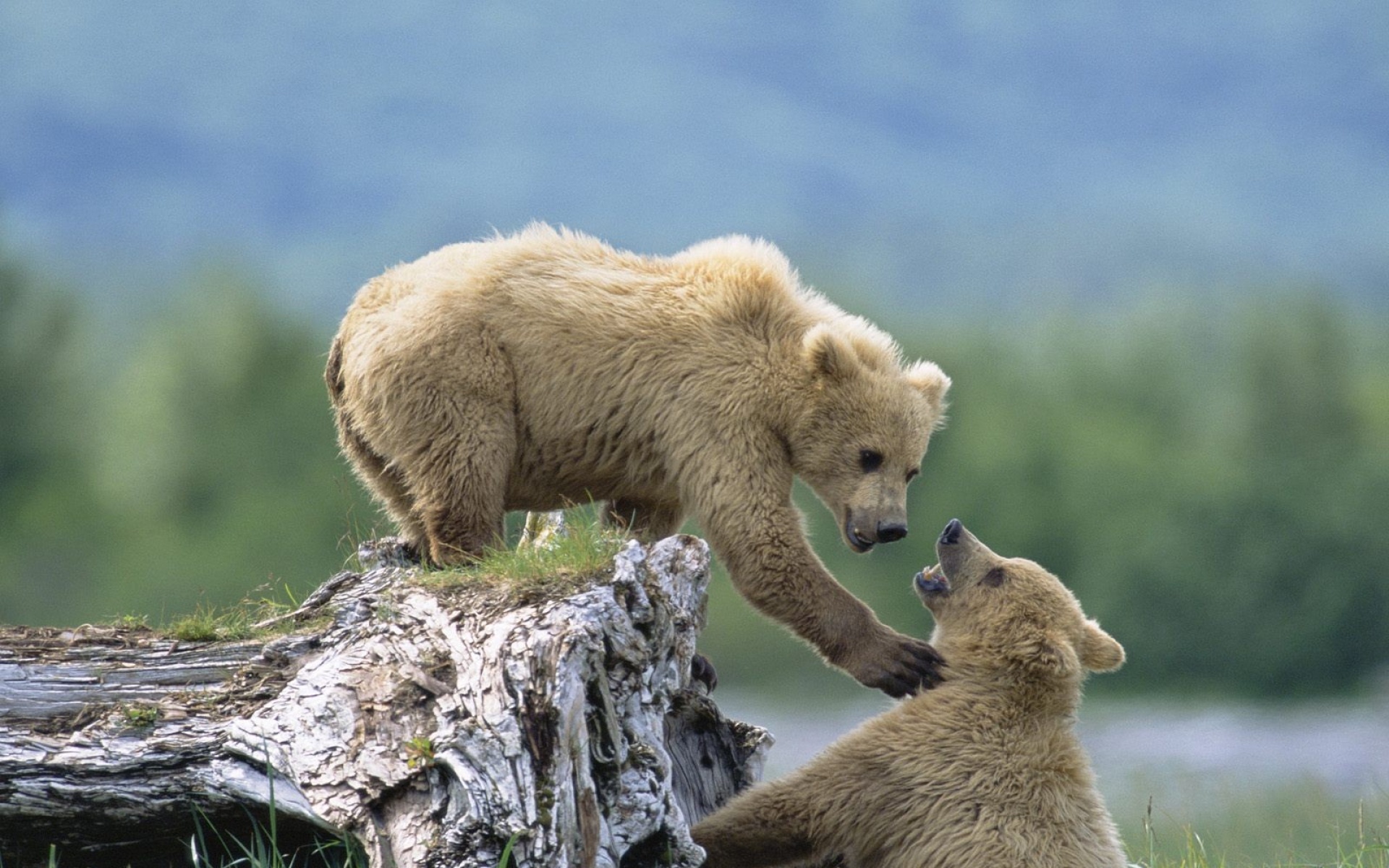 野生动物,熊,儿童桌面专用
