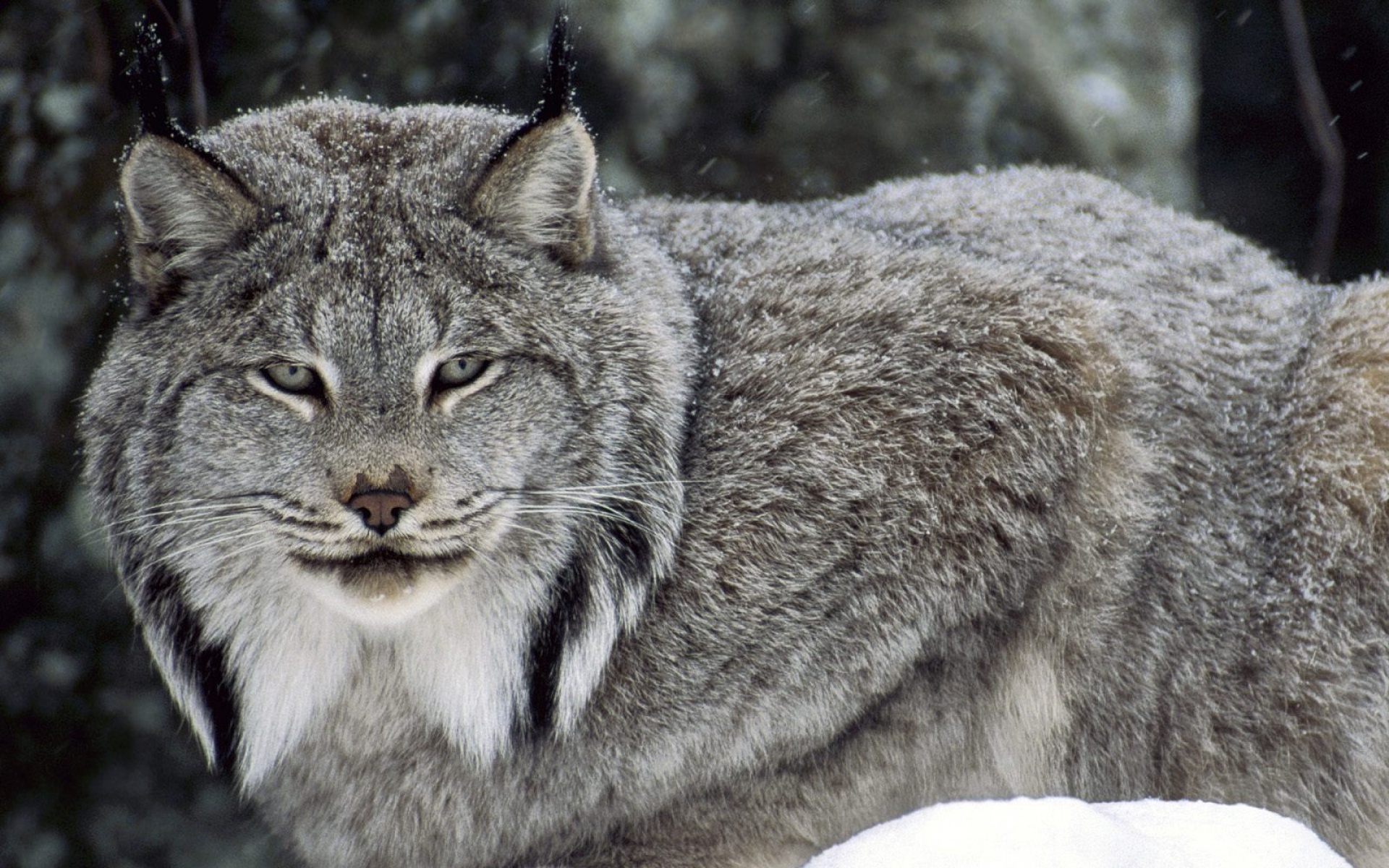 野生动物,儿童桌面专用