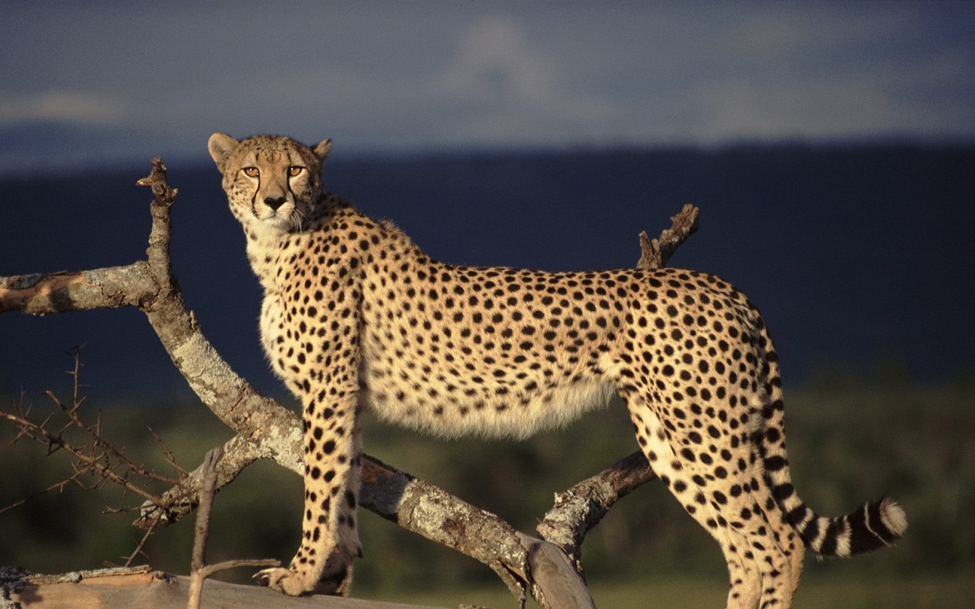 野生动物,豹子,儿童桌面专用