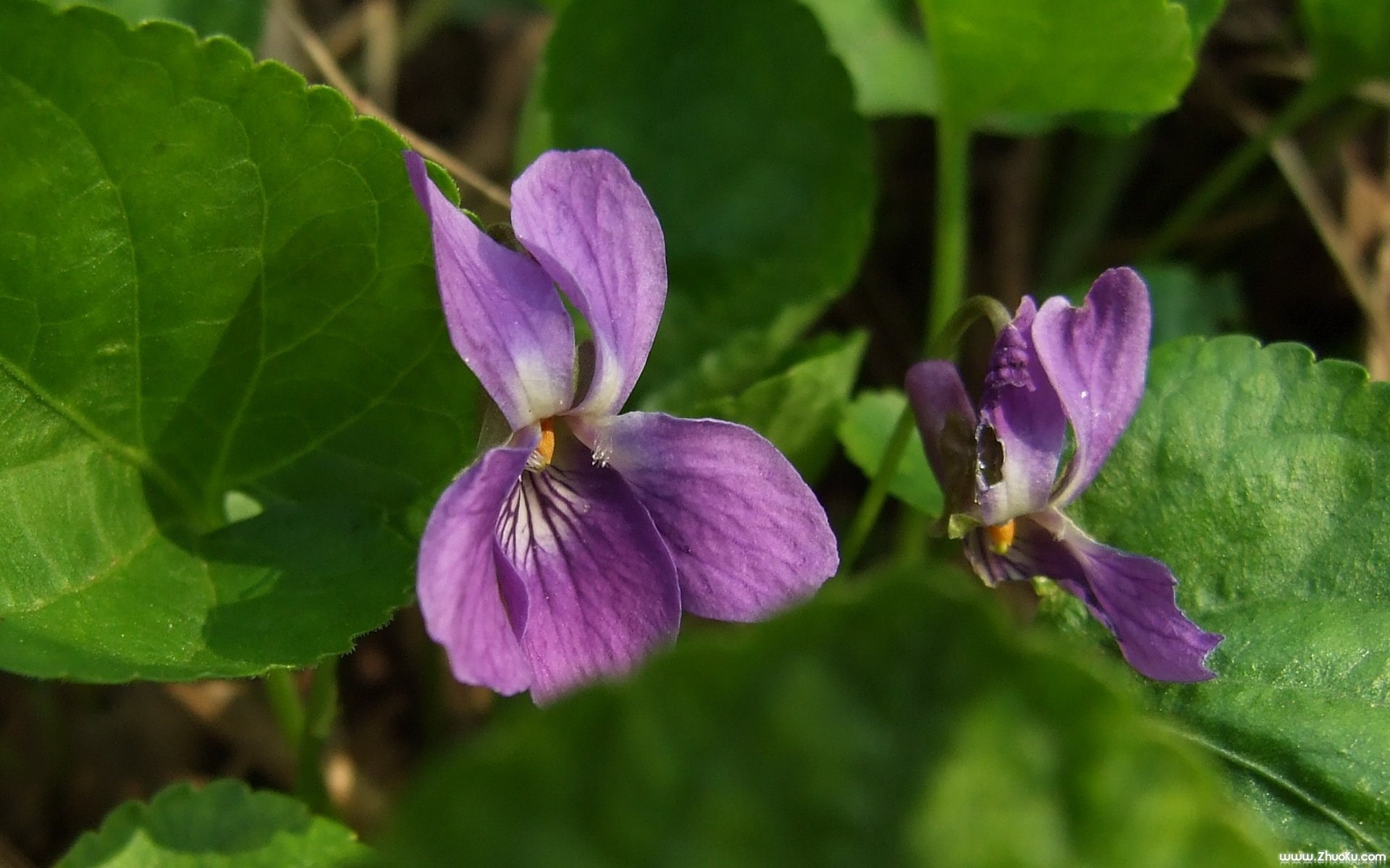 小清新,静物写真,花卉,儿童桌面专用