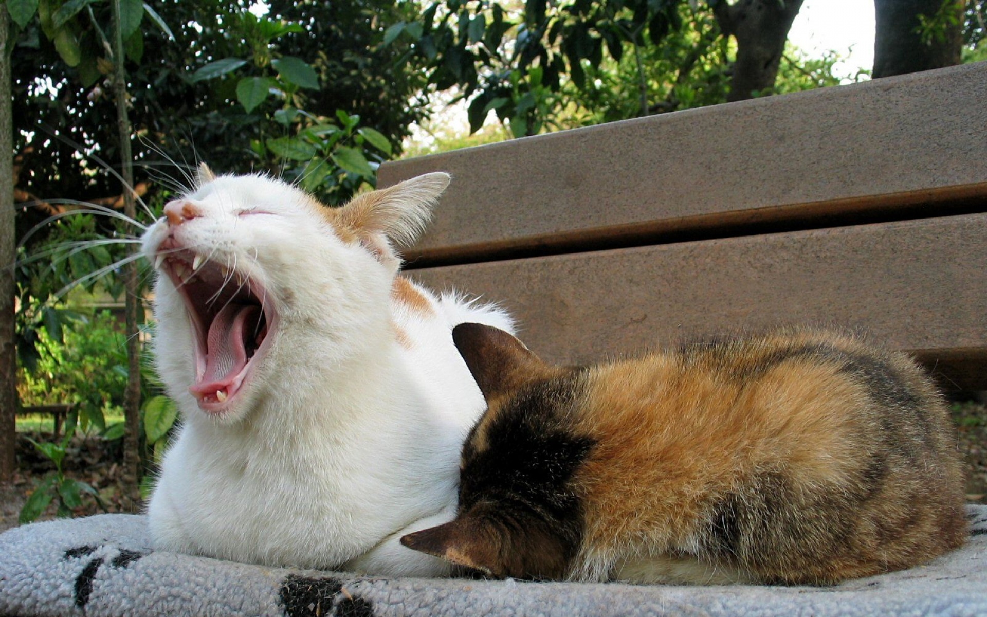 街角,小猫咪,摄影,高清,猫,动物,2012Y十月31D,儿童桌面专用