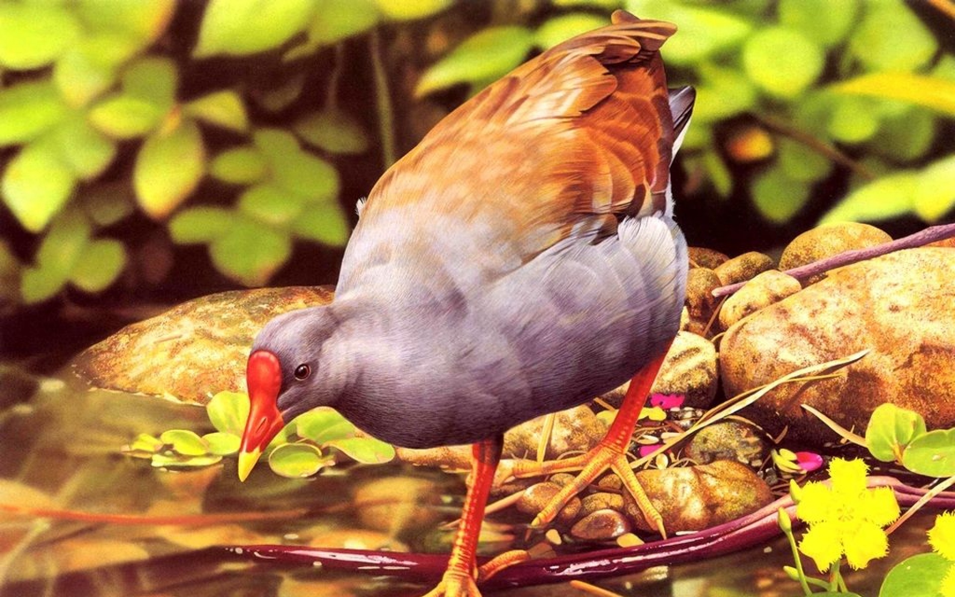 小鸟天地,鸟,儿童桌面专用