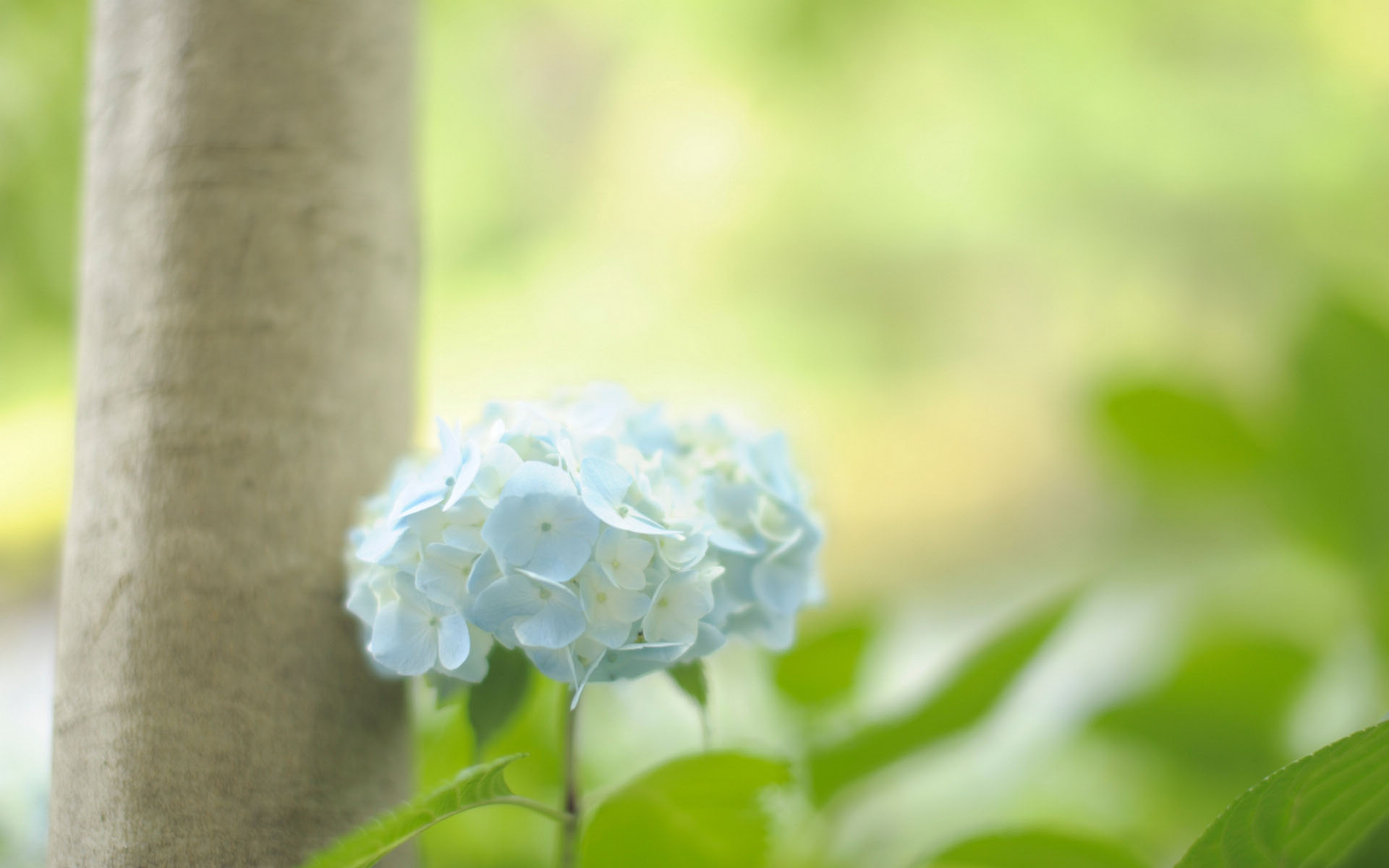 花卉,绣球花,八仙花,紫阳花,洋绣球,绣球,护眼壁纸,儿童桌面专用