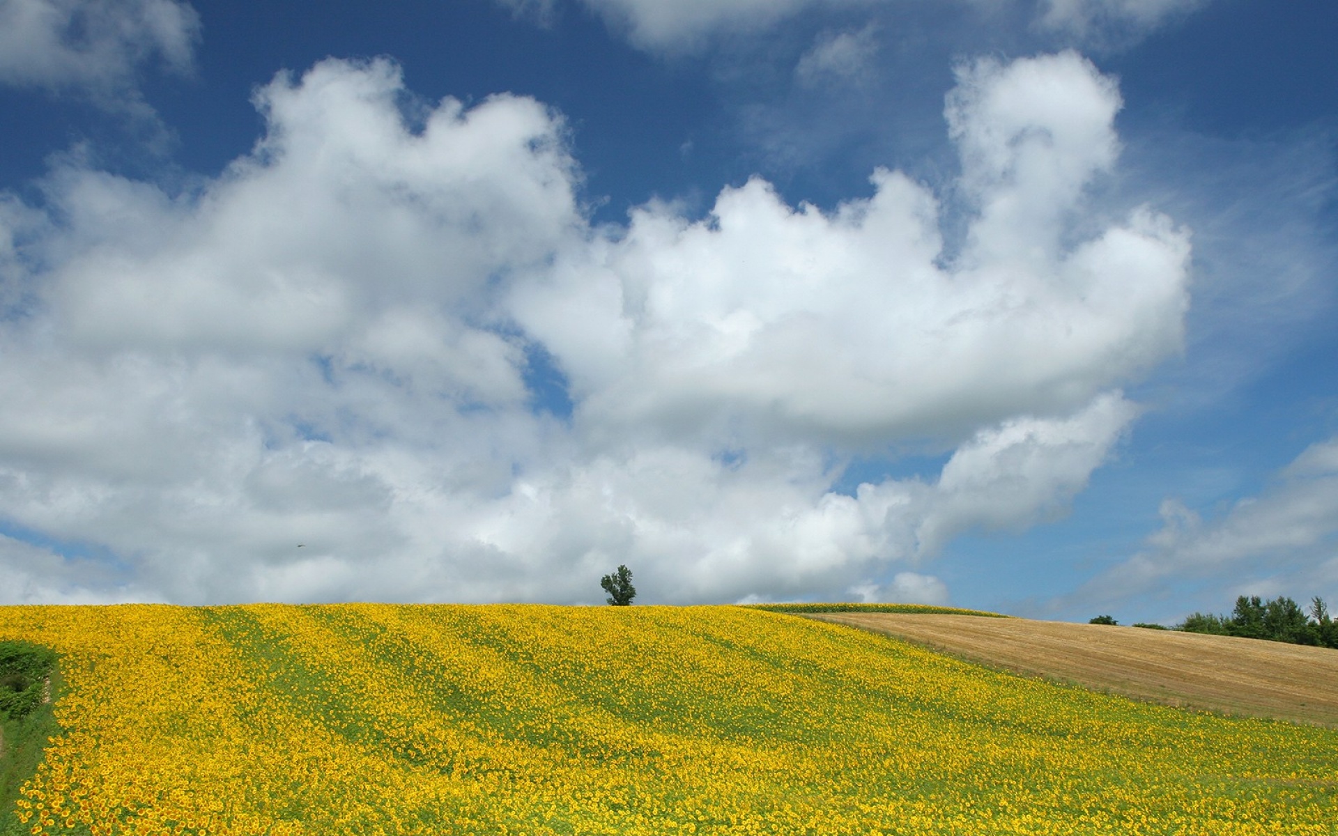 小清新,鸟语花香,葵花,儿童桌面专用
