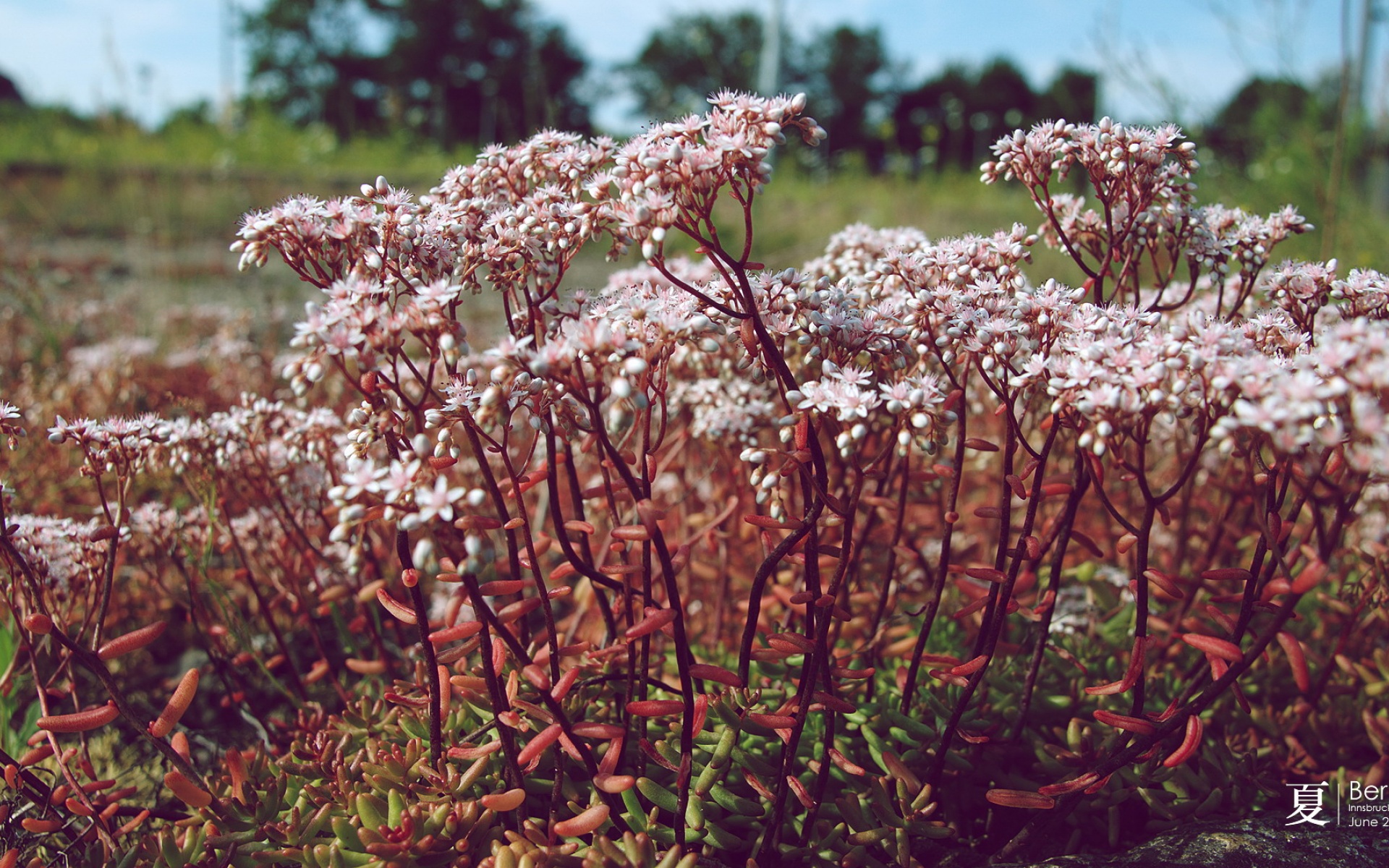 鸟语花香,儿童桌面专用