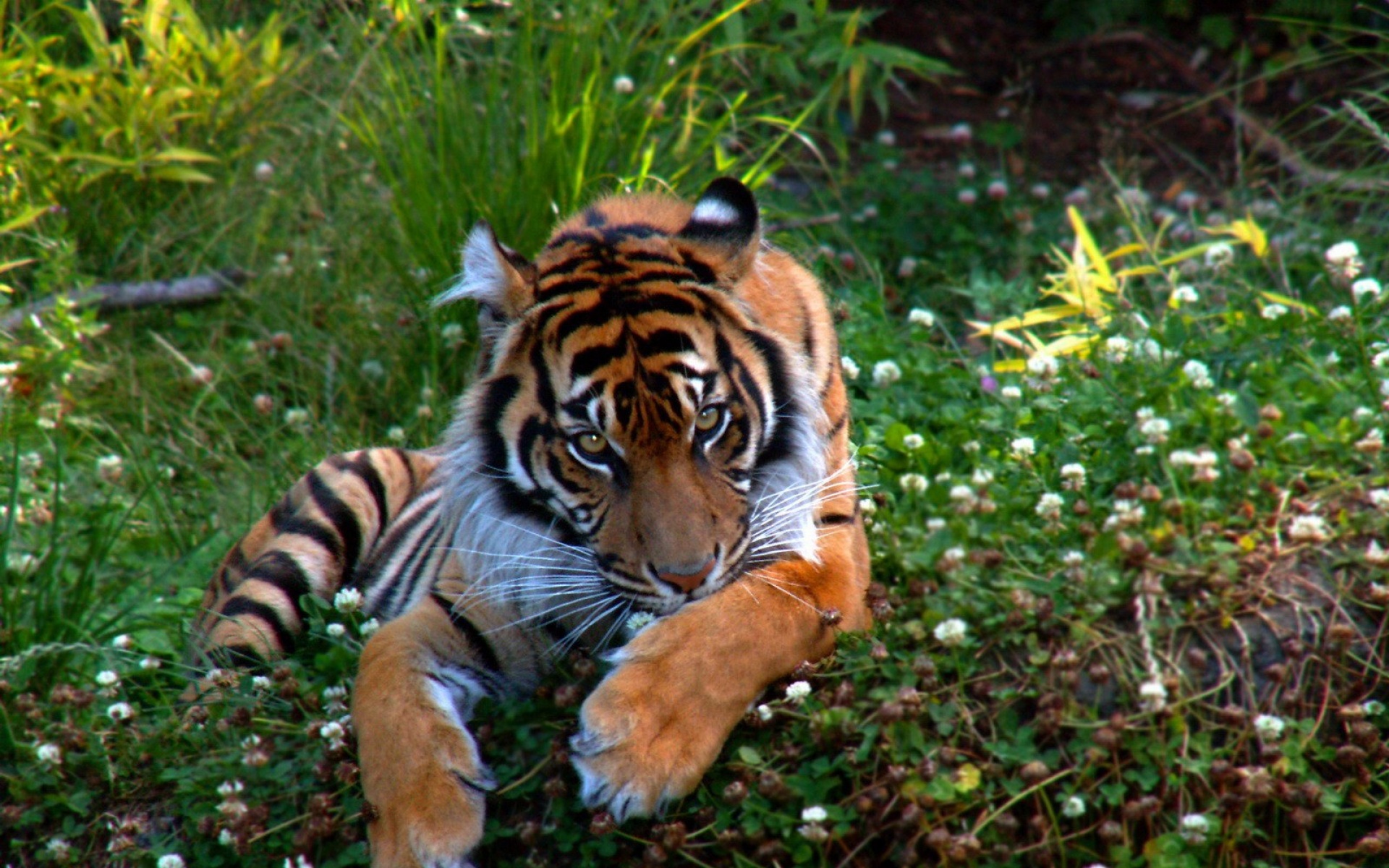 猫科,动物,高清,2012Y十一月09D,老虎,儿童桌面专用