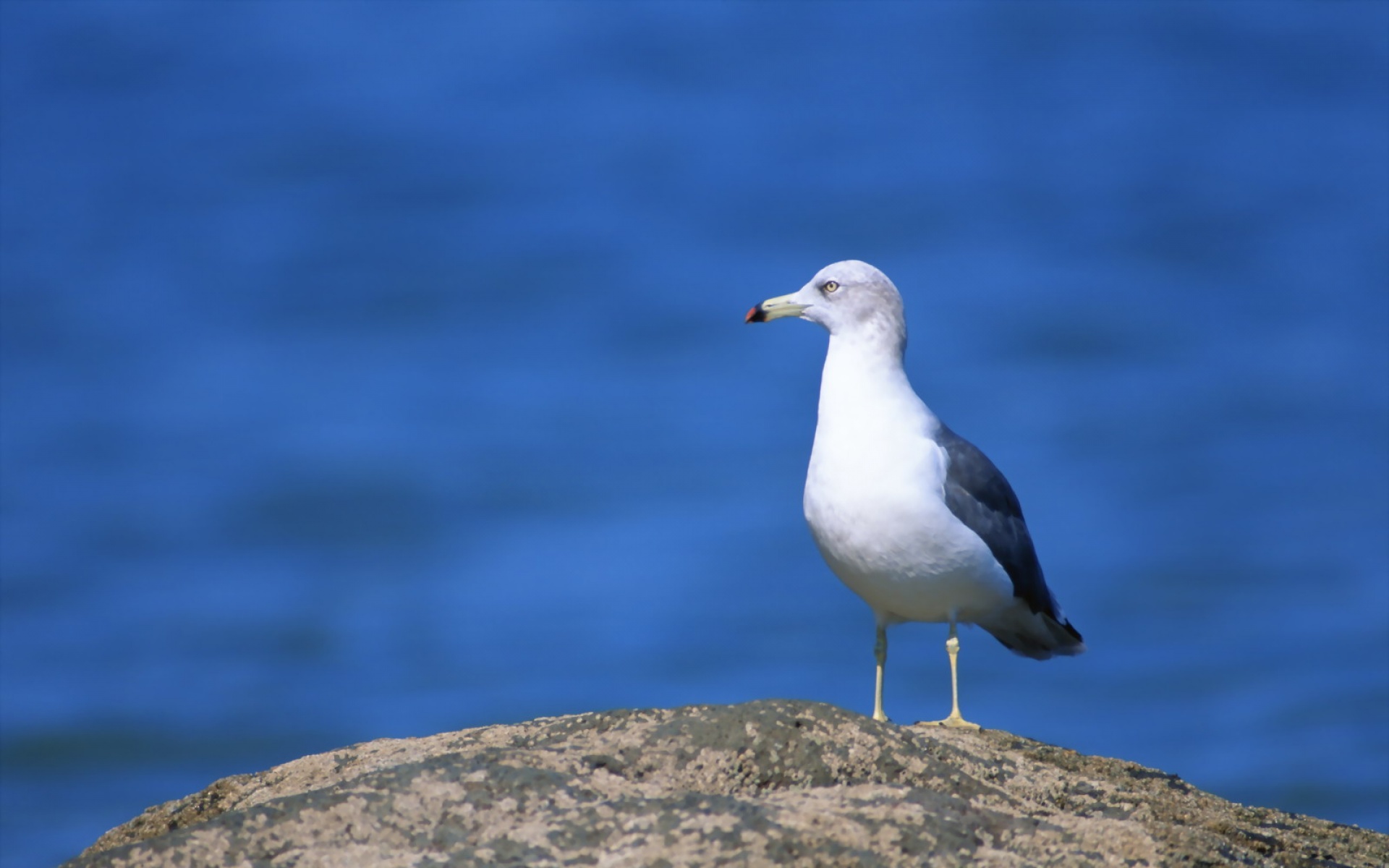 高清,鸟,动物,摄影,2012Y十一月03D,儿童桌面专用