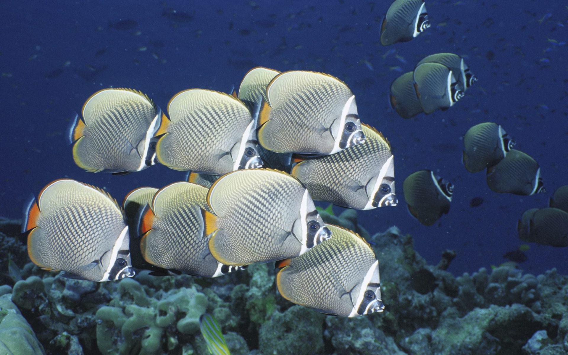 萌宠,鱼,海底世界,儿童桌面专用