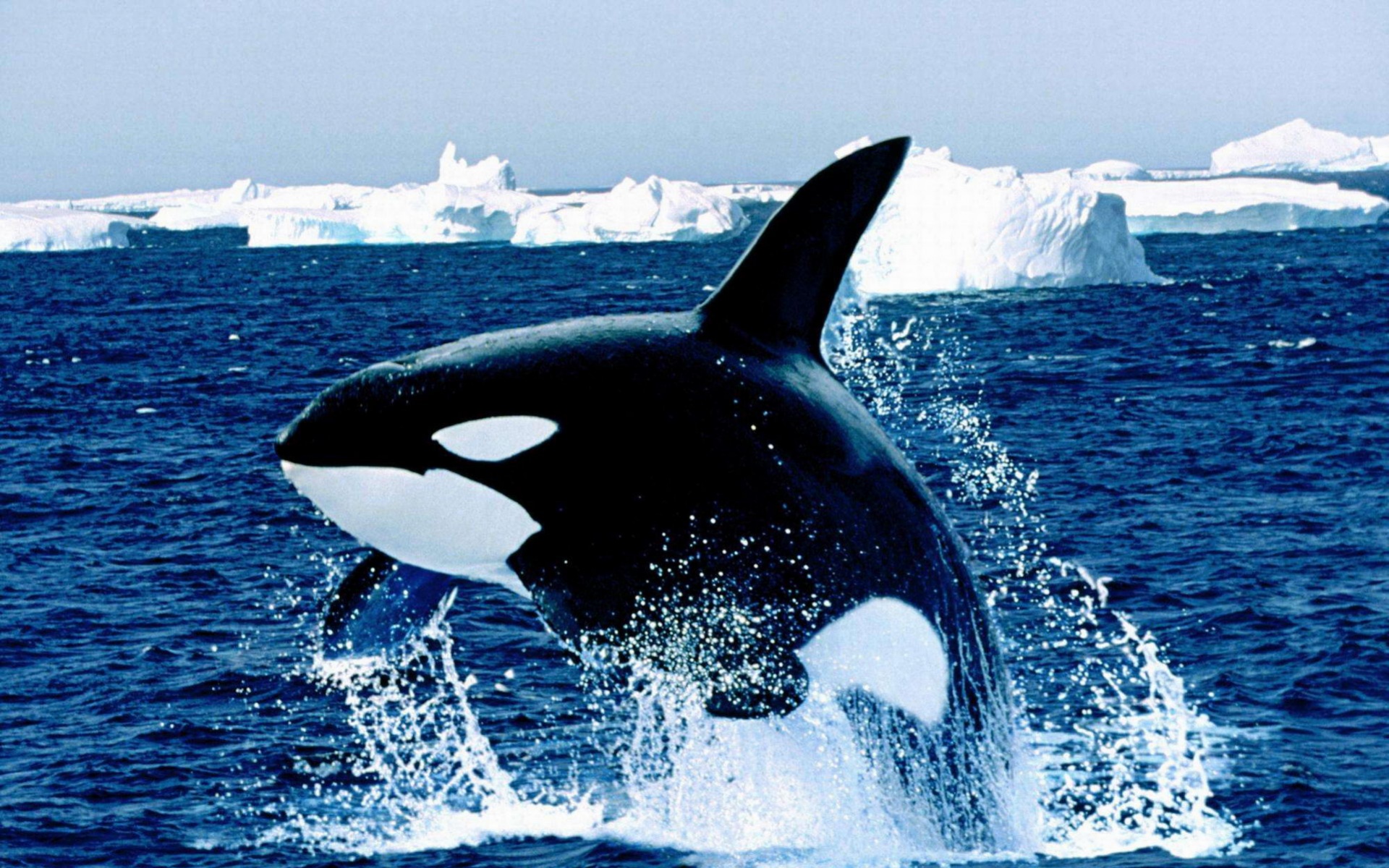 萌宠,鱼,海底世界,儿童桌面专用