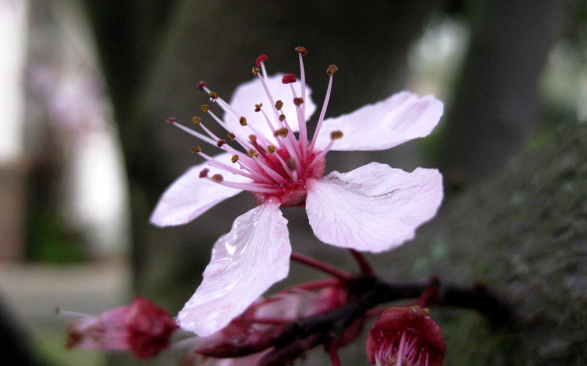 小清新,静物写真,花卉,儿童桌面专用