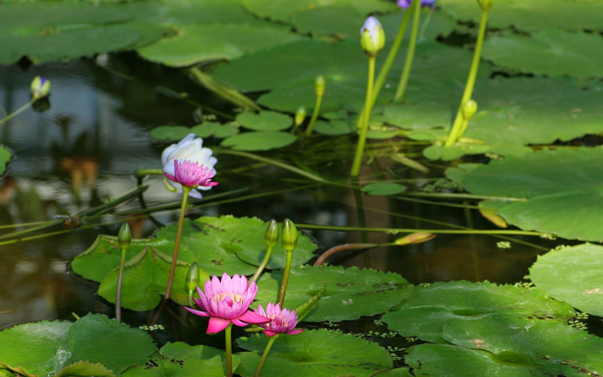小清新,清新淡雅,花卉,儿童桌面专用