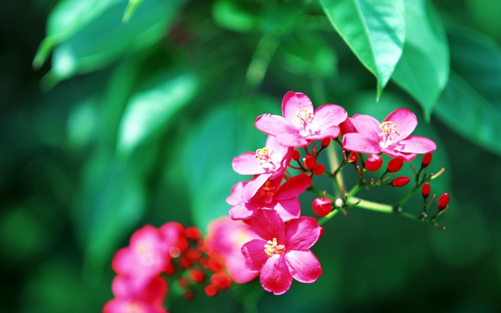 大溪地,梦幻,浪漫,热带,伊甸园,风光,风景,2012Y十月31D,儿童桌面专用