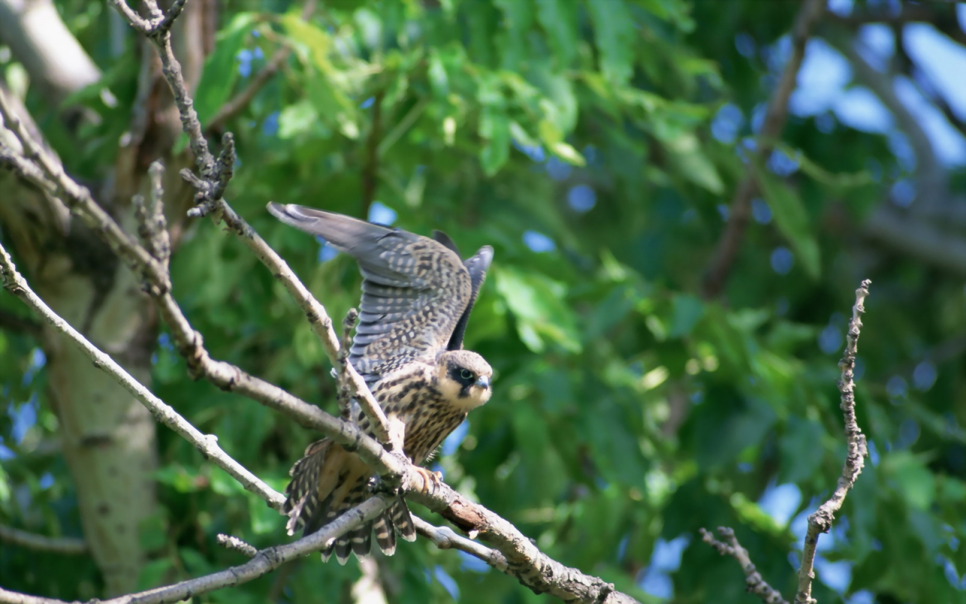 高清,鸟,动物,摄影,2012Y十一月03D,儿童桌面专用