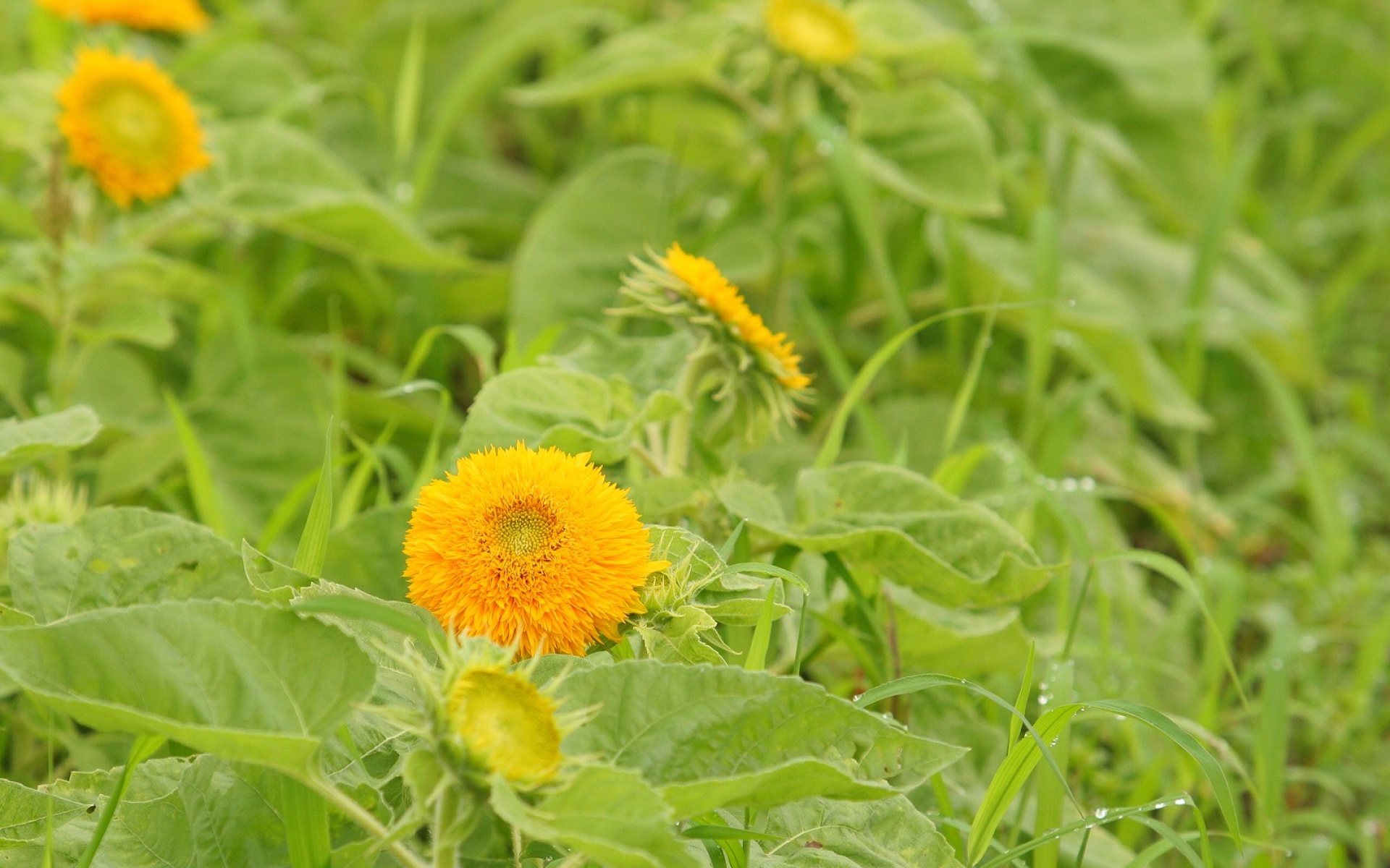 小清新,鸟语花香,向日葵,植物,儿童桌面专用