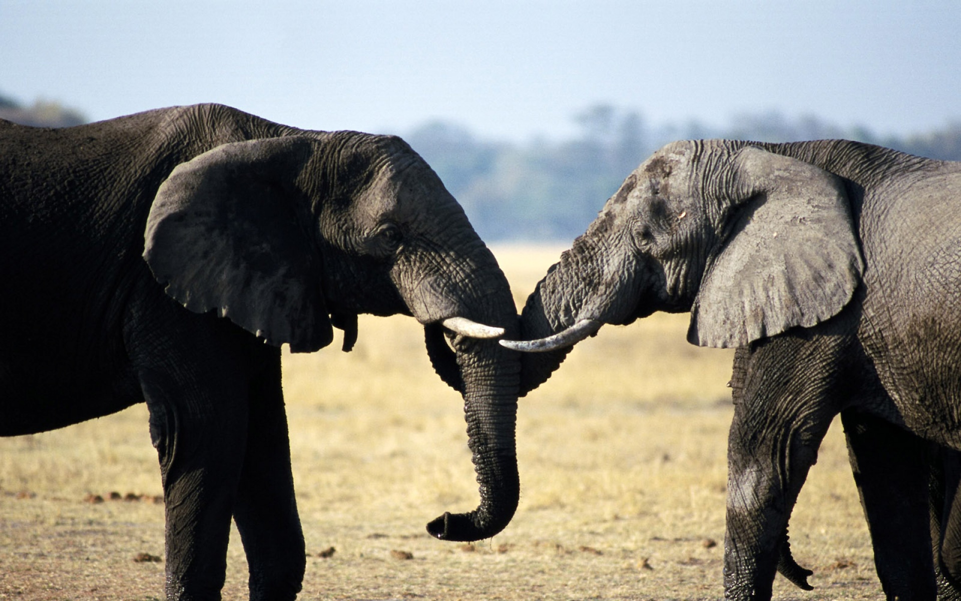 萌宠动物,野生动物,大象,儿童桌面专用
