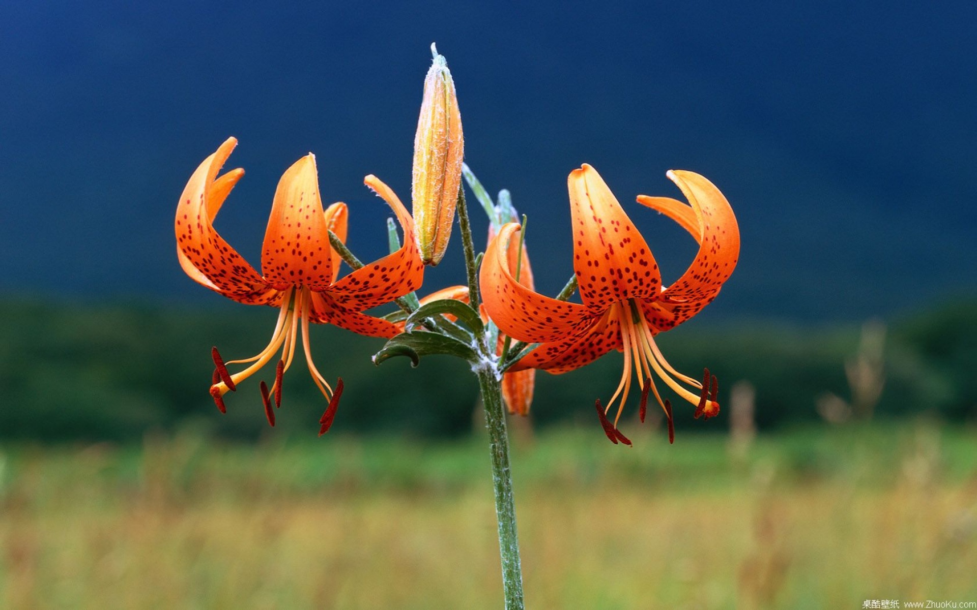 娇艳欲滴,儿童桌面专用