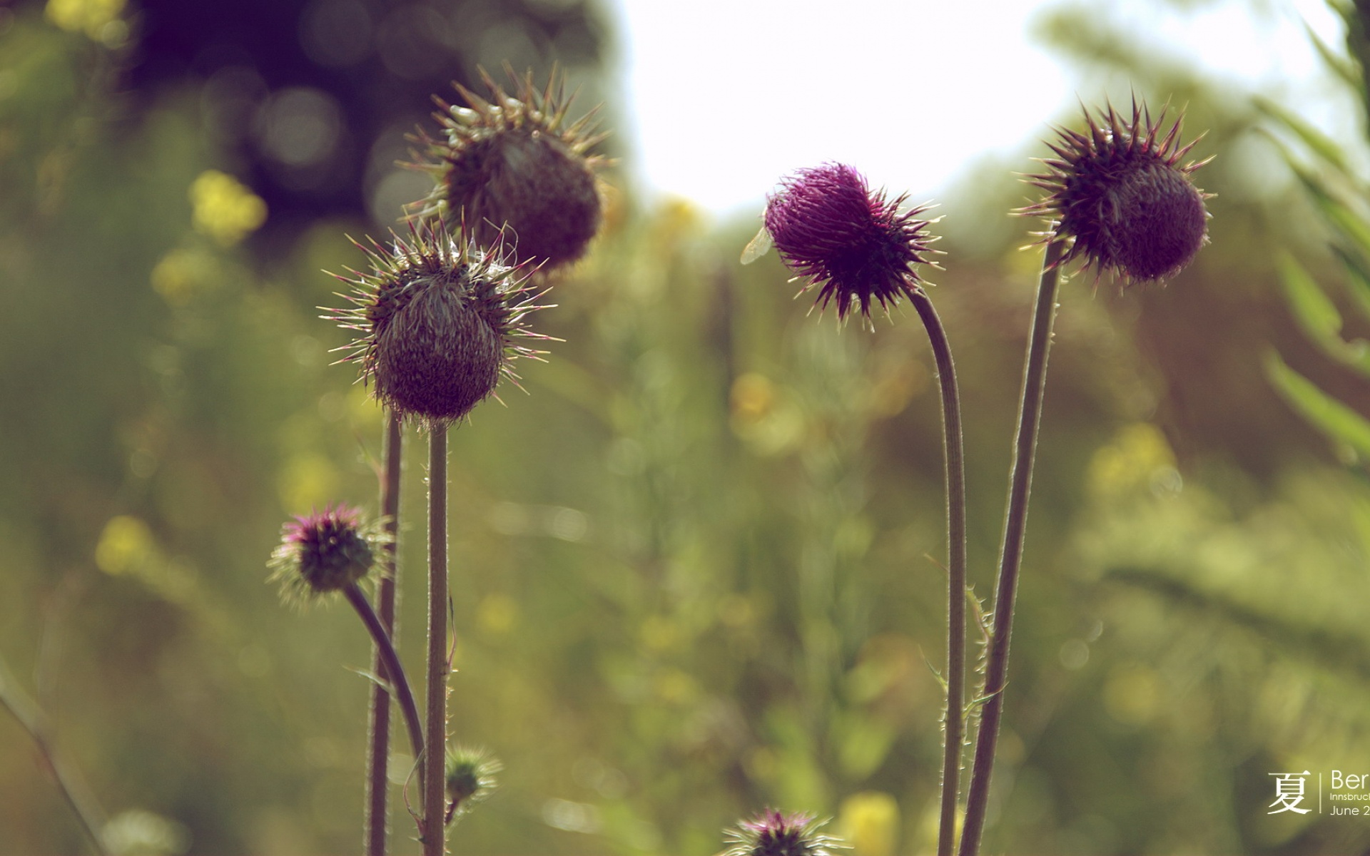 小清新,清新淡雅,植物,儿童桌面专用
