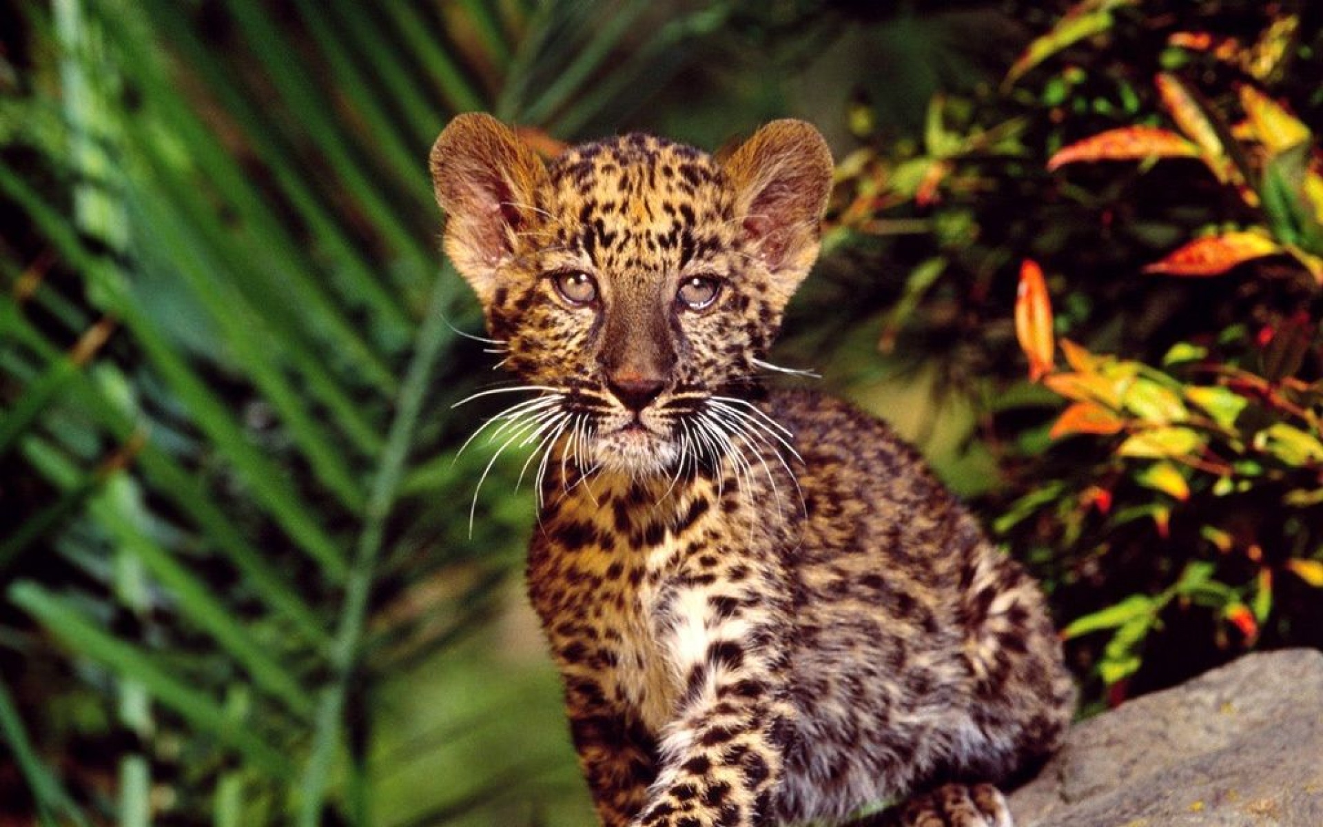 野生动物,老虎,儿童桌面专用