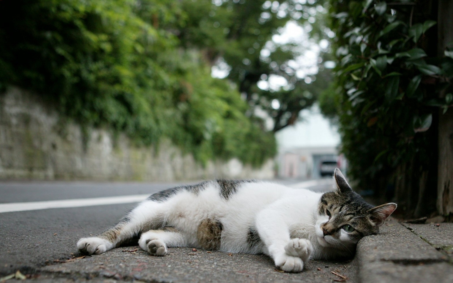 街角,小猫咪,摄影,高清,猫,动物,2012Y十月31D,儿童桌面专用