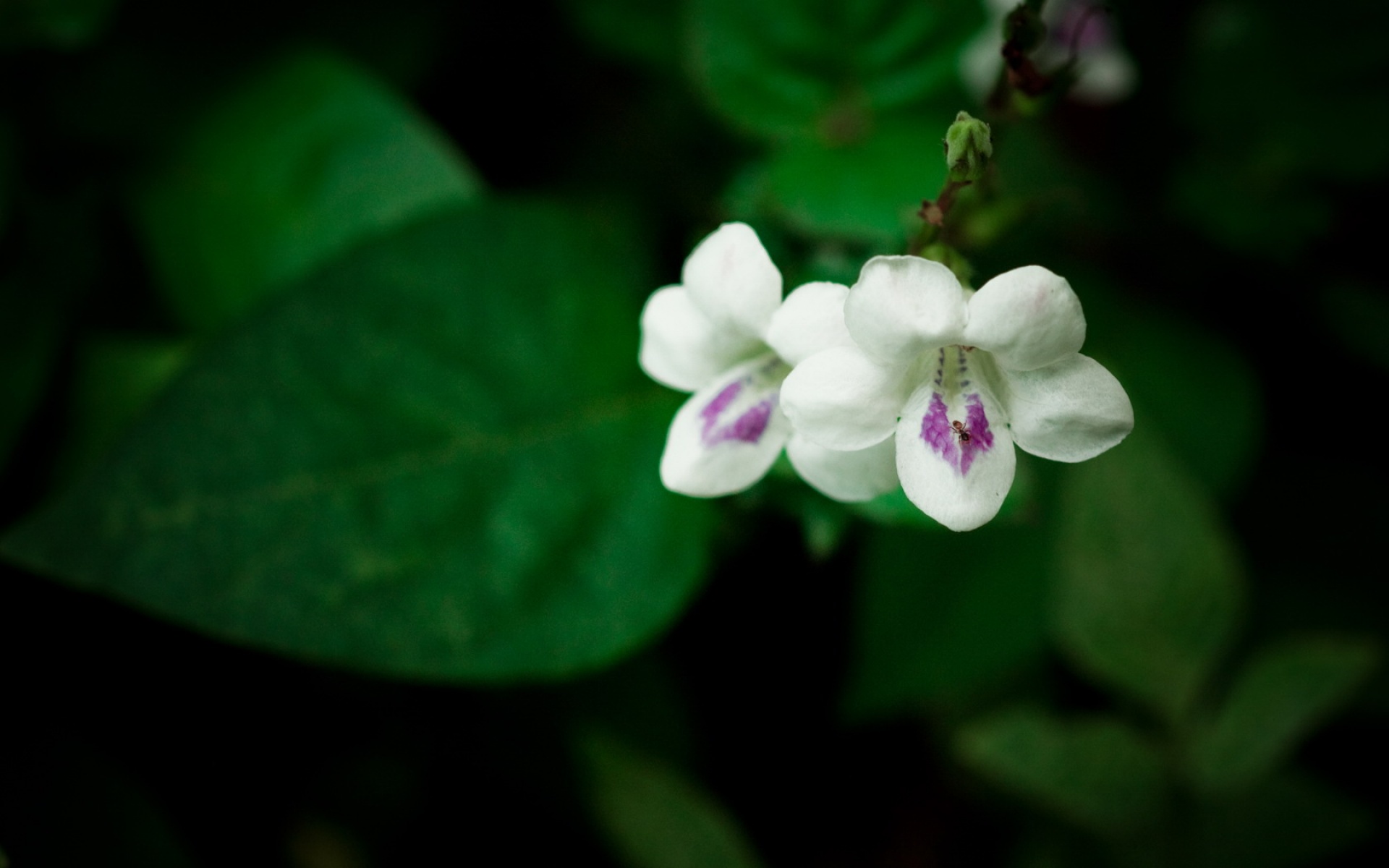 小清新,护眼壁纸,花卉,儿童桌面专用