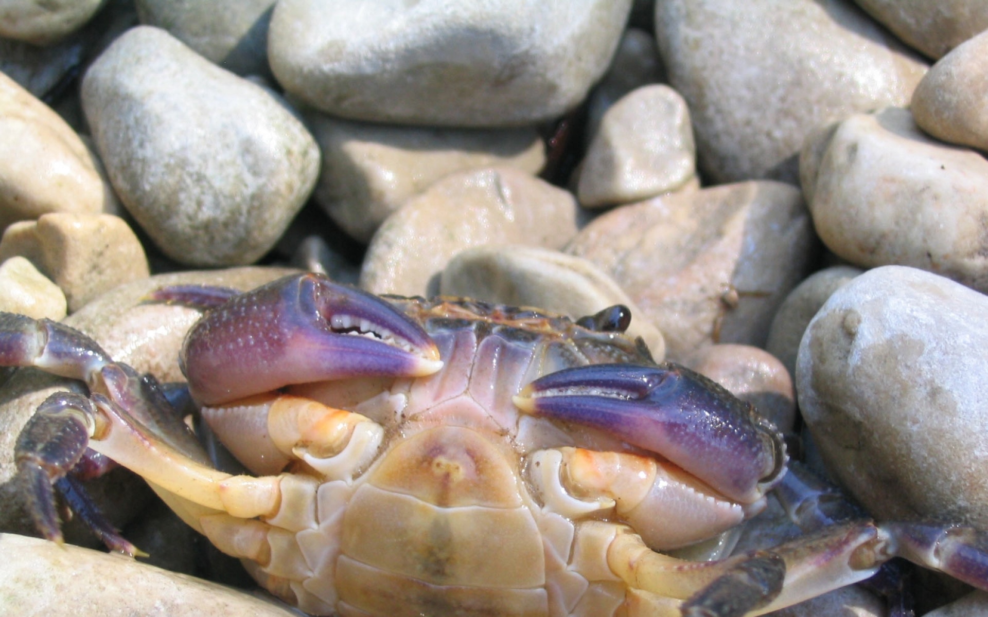 高清,动物,2012Y十一月11D,儿童桌面专用