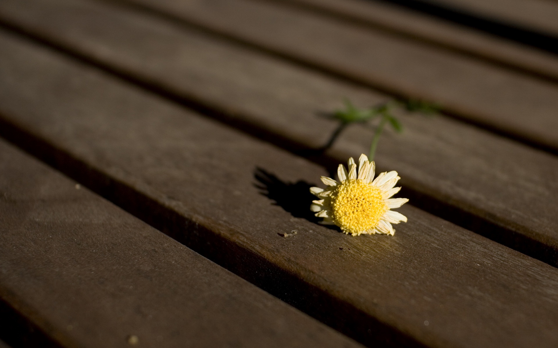小清新,静物写真,静物,花卉,儿童桌面专用