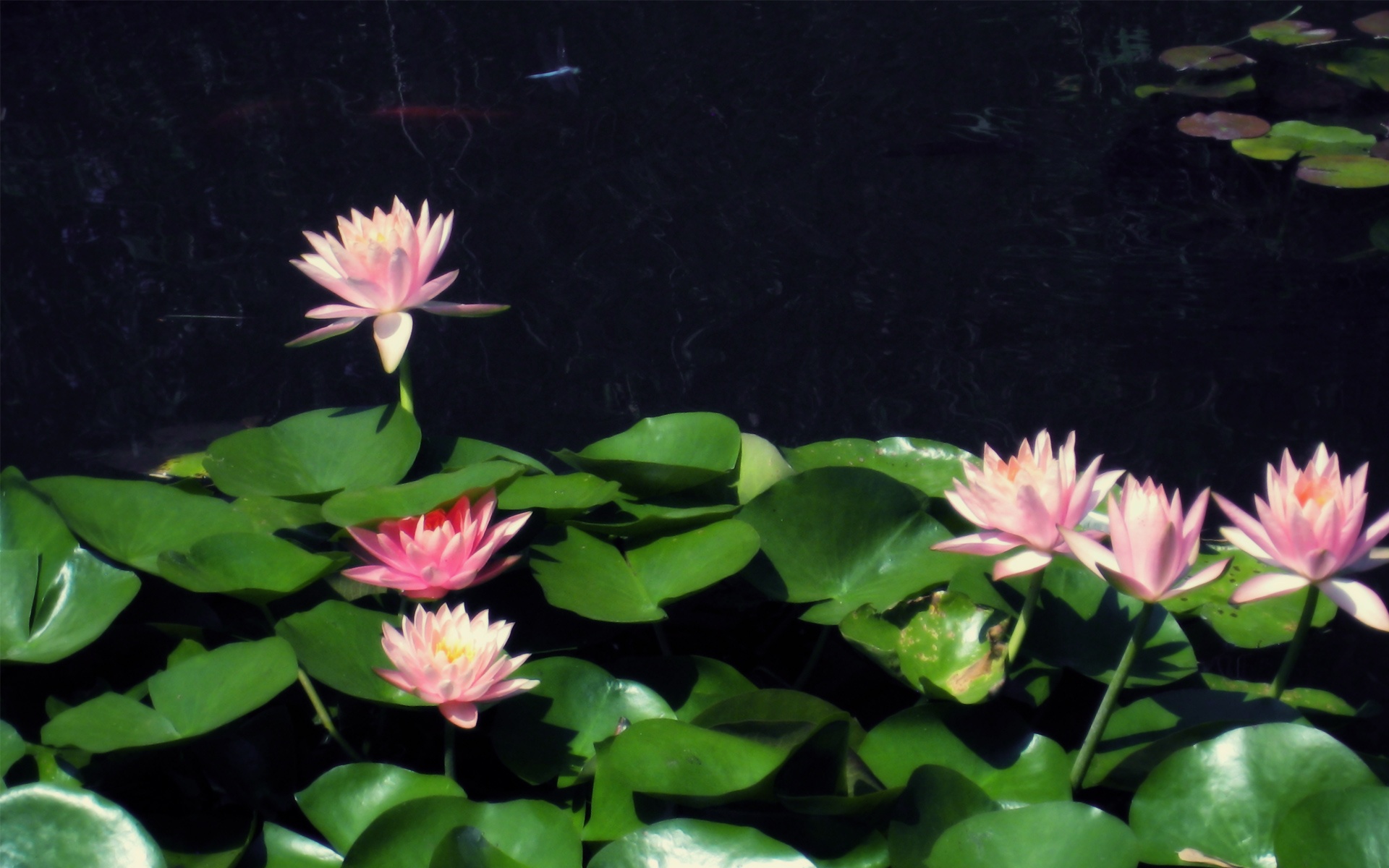 精品,经典,实物,摄影,电脑,PS,宽屏,2012Y十月31D,儿童桌面专用