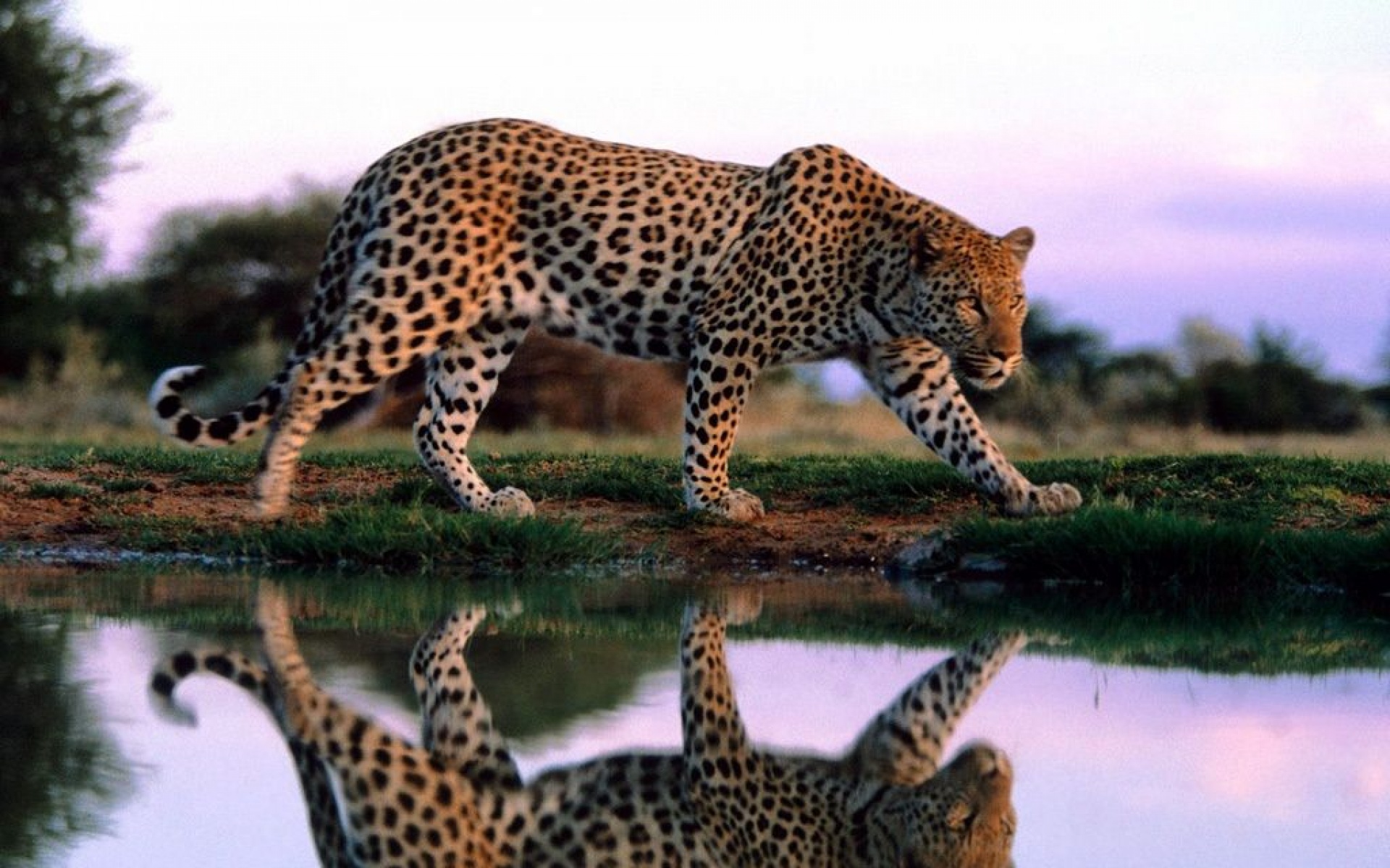 野生动物,老虎,儿童桌面专用